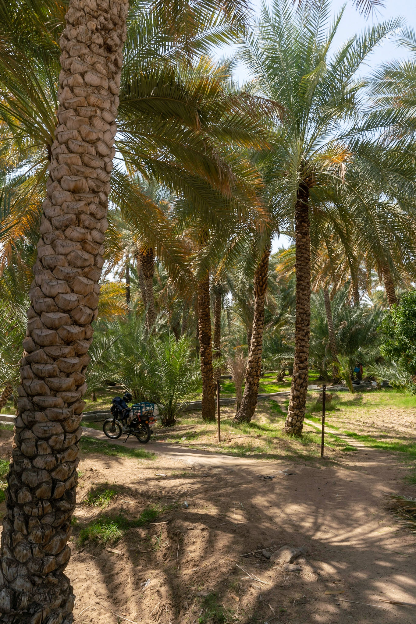 Trees in Al Ain Oasis in Al Ain (Abu Dhabi), in the UAE.