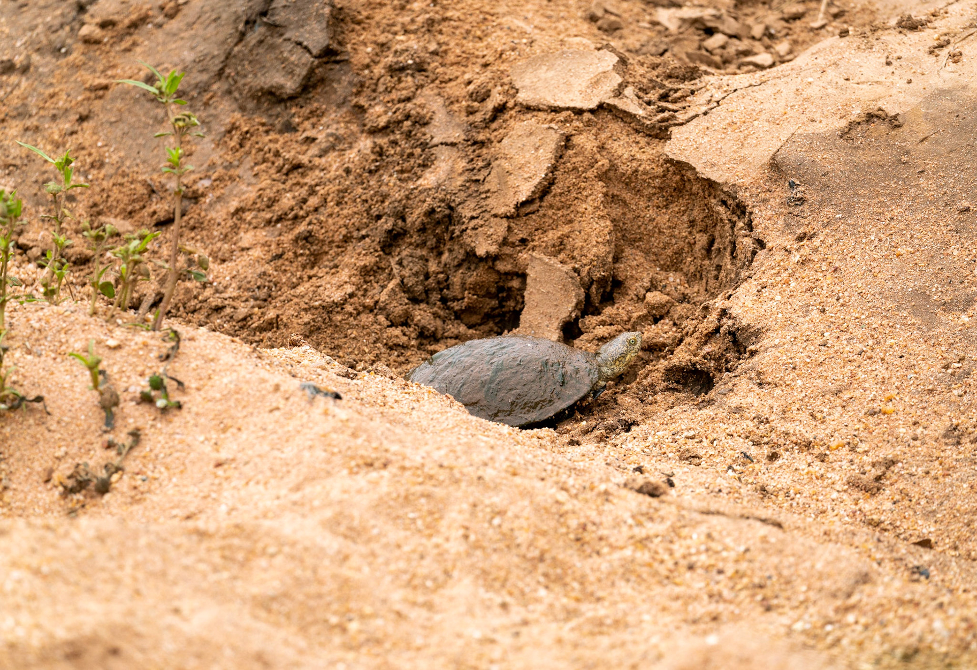 Terrapin near Kruger National Park in South Africa