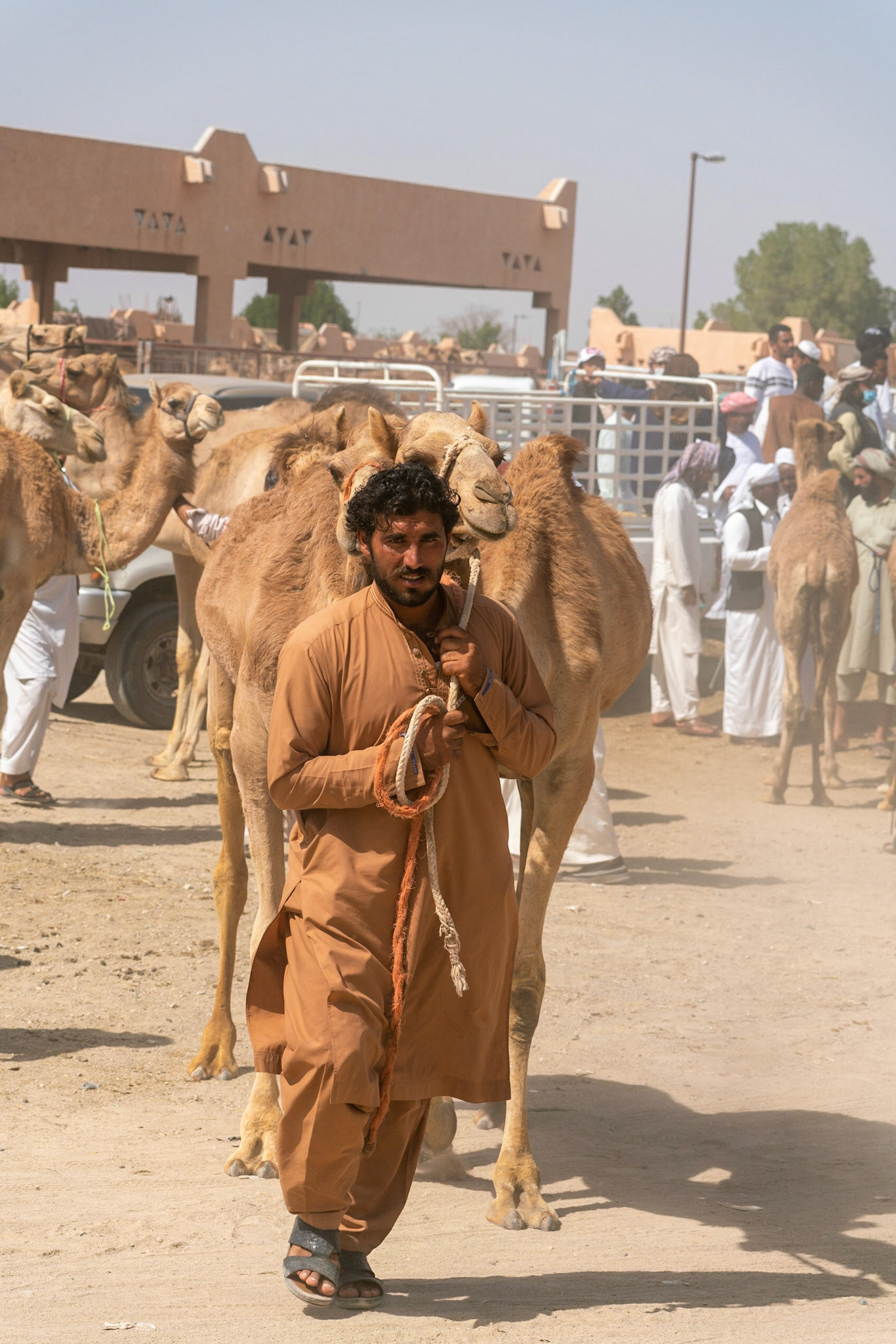 Camel market in al Ain in UAE (Abu Dhabi)