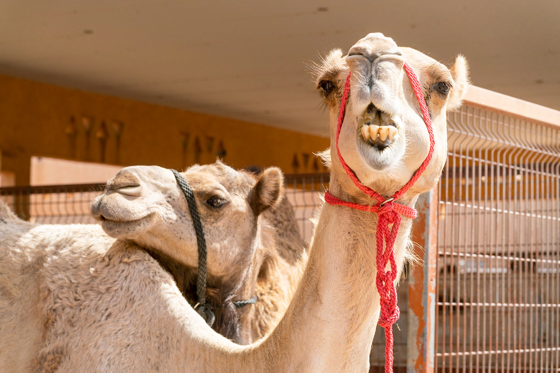 Camel market in al Ain in UAE (Abu Dhabi)