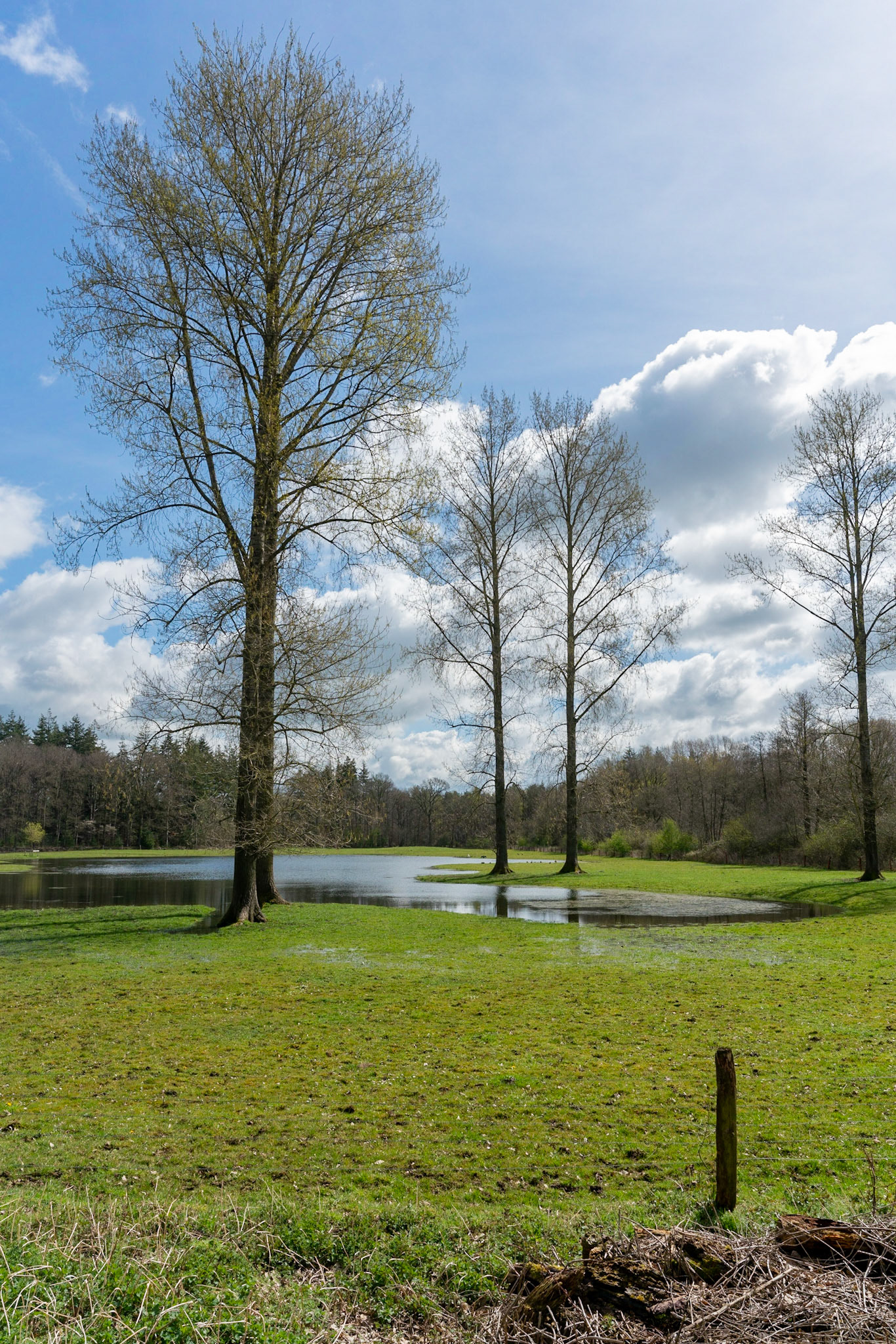 Trees standing in water in spring on Zelle estate, as effort to return area to more natural state, including increasing the water level, in The Netherlands.