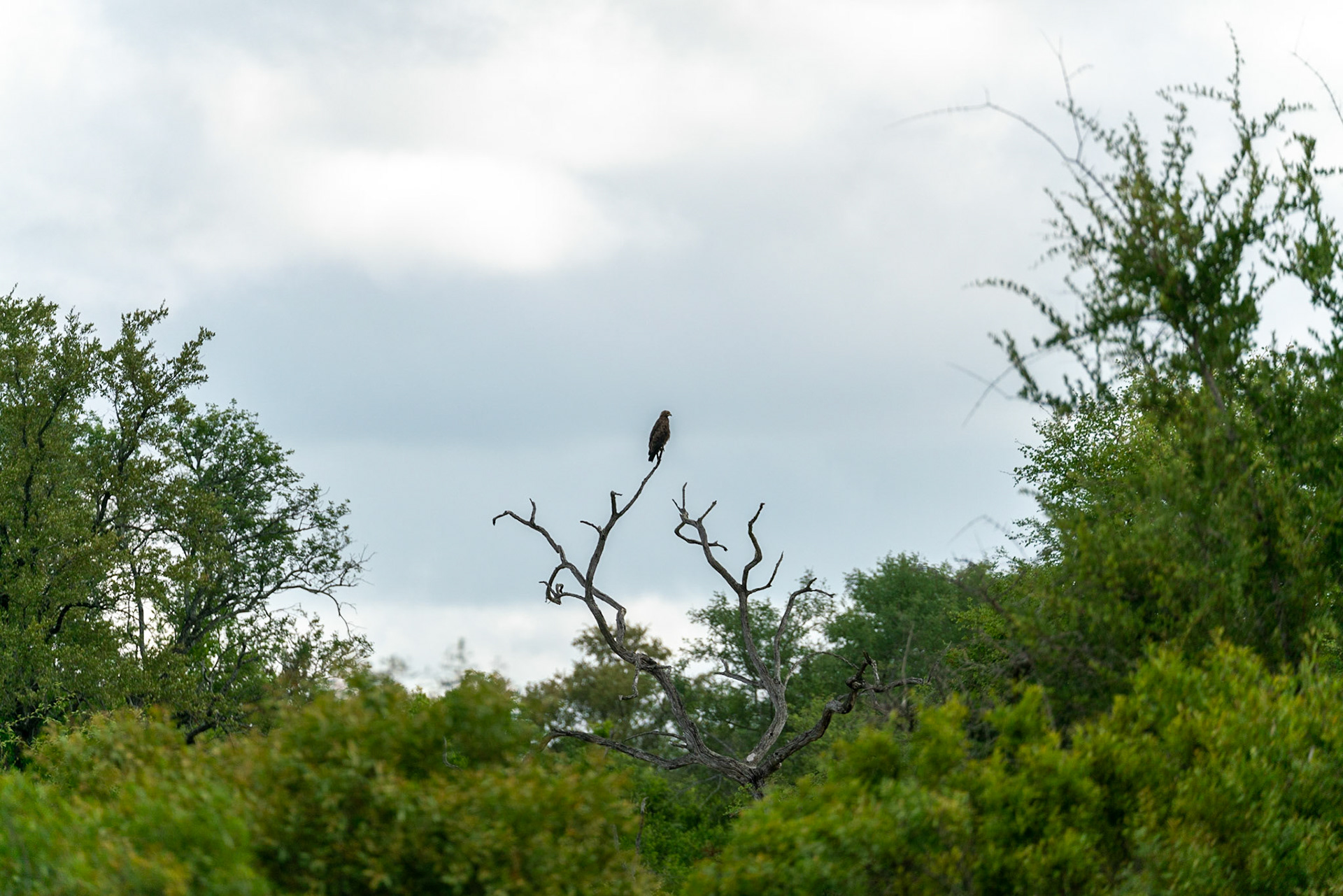 Bird of prey in a tree in South Africa.