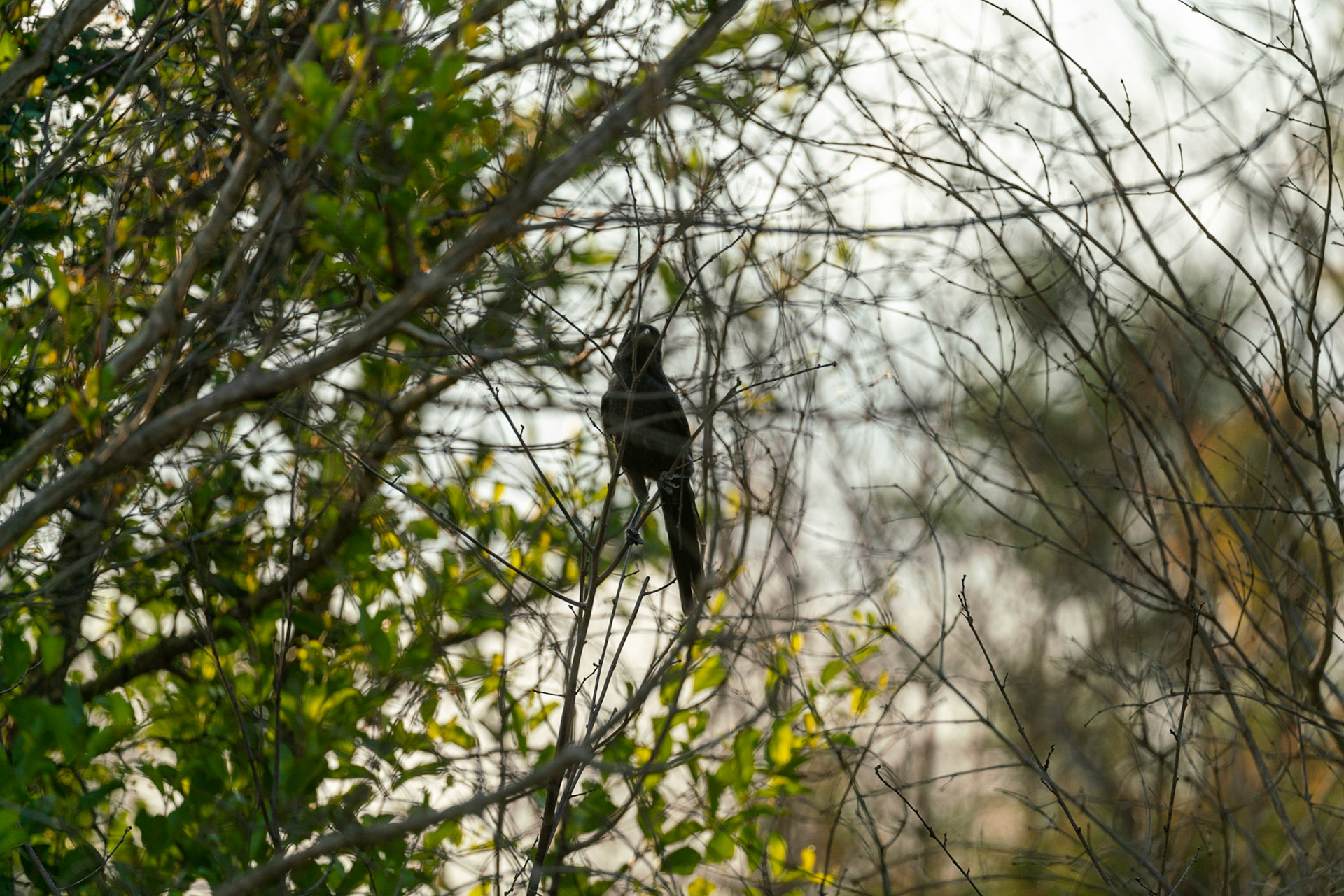 Black bird in tree in South Africa