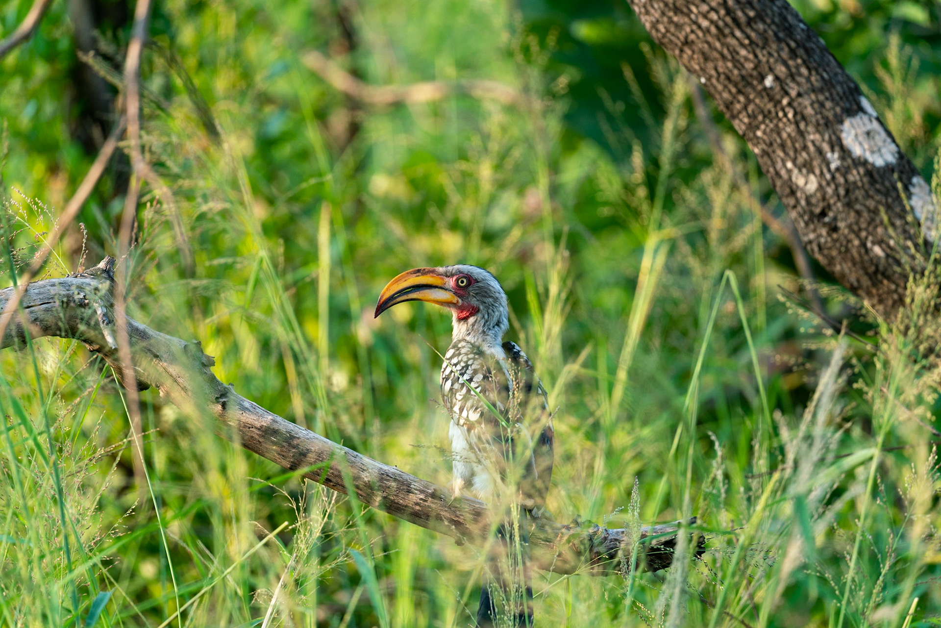 Southern yellow-billed hornbill on branch of dead tree in South Africa near Kruger National Park.