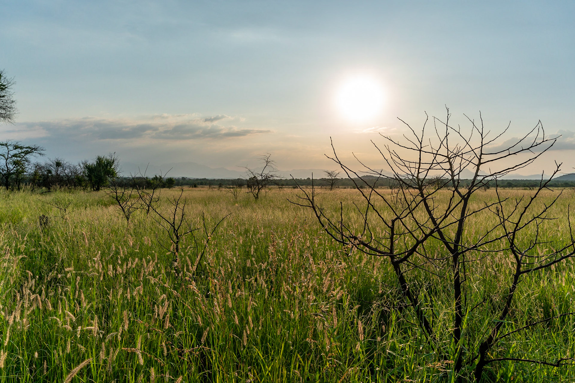 Sunset over the plains of grass and forest towards Drakensbergen outside of Hoedspruit close to Kruger National Park in South Africa