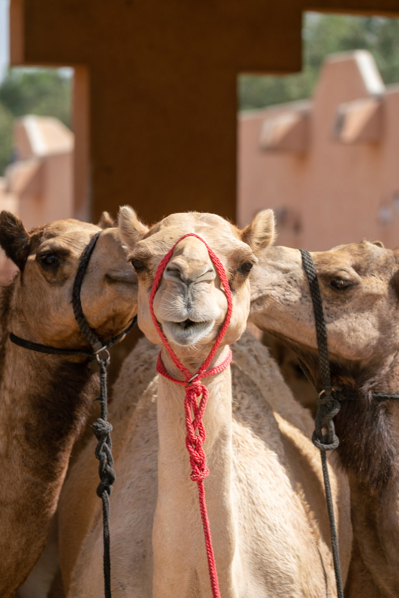 Camel market in al Ain in UAE (Abu Dhabi)