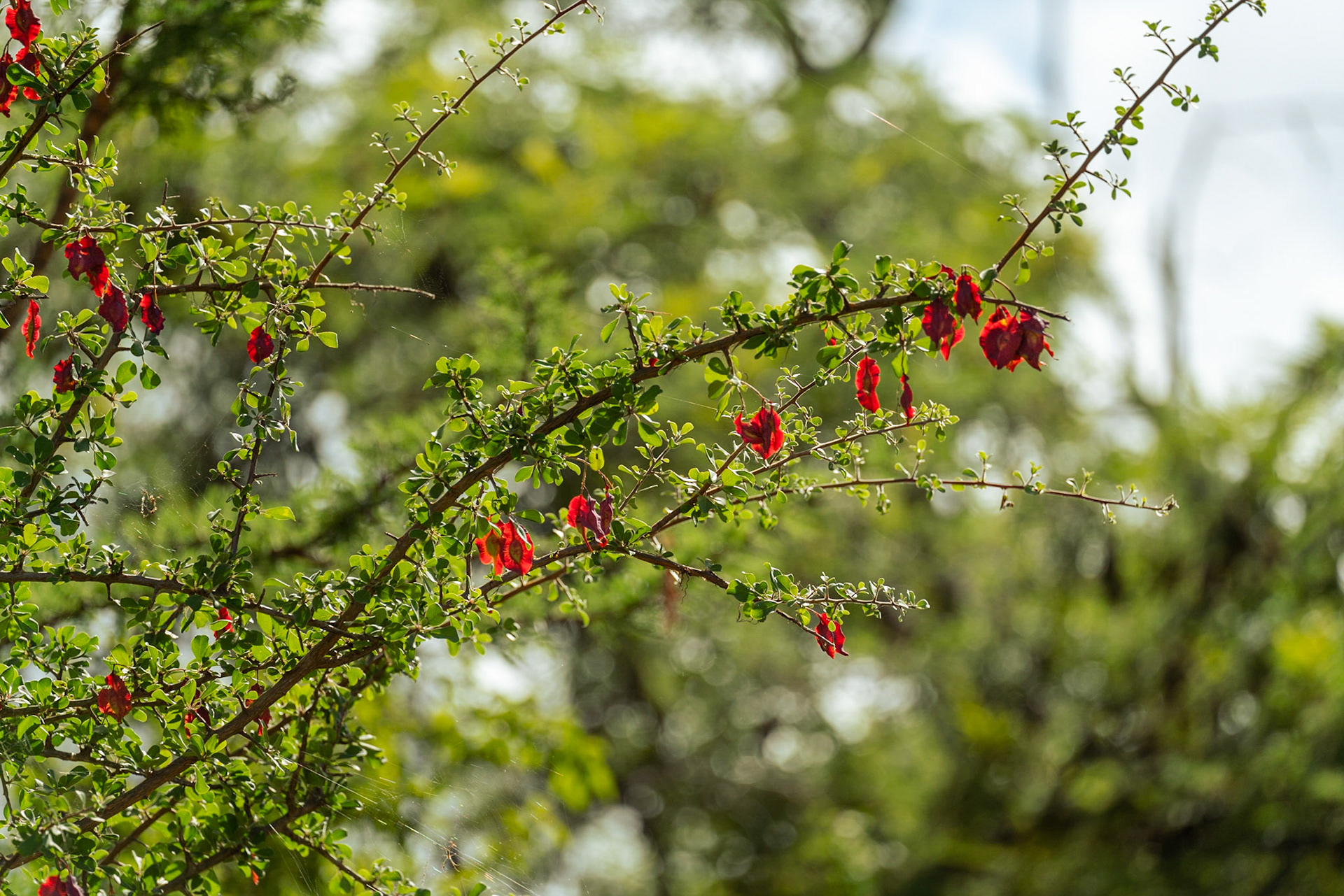 Red flower seeds on a tree or bush in South Africa.