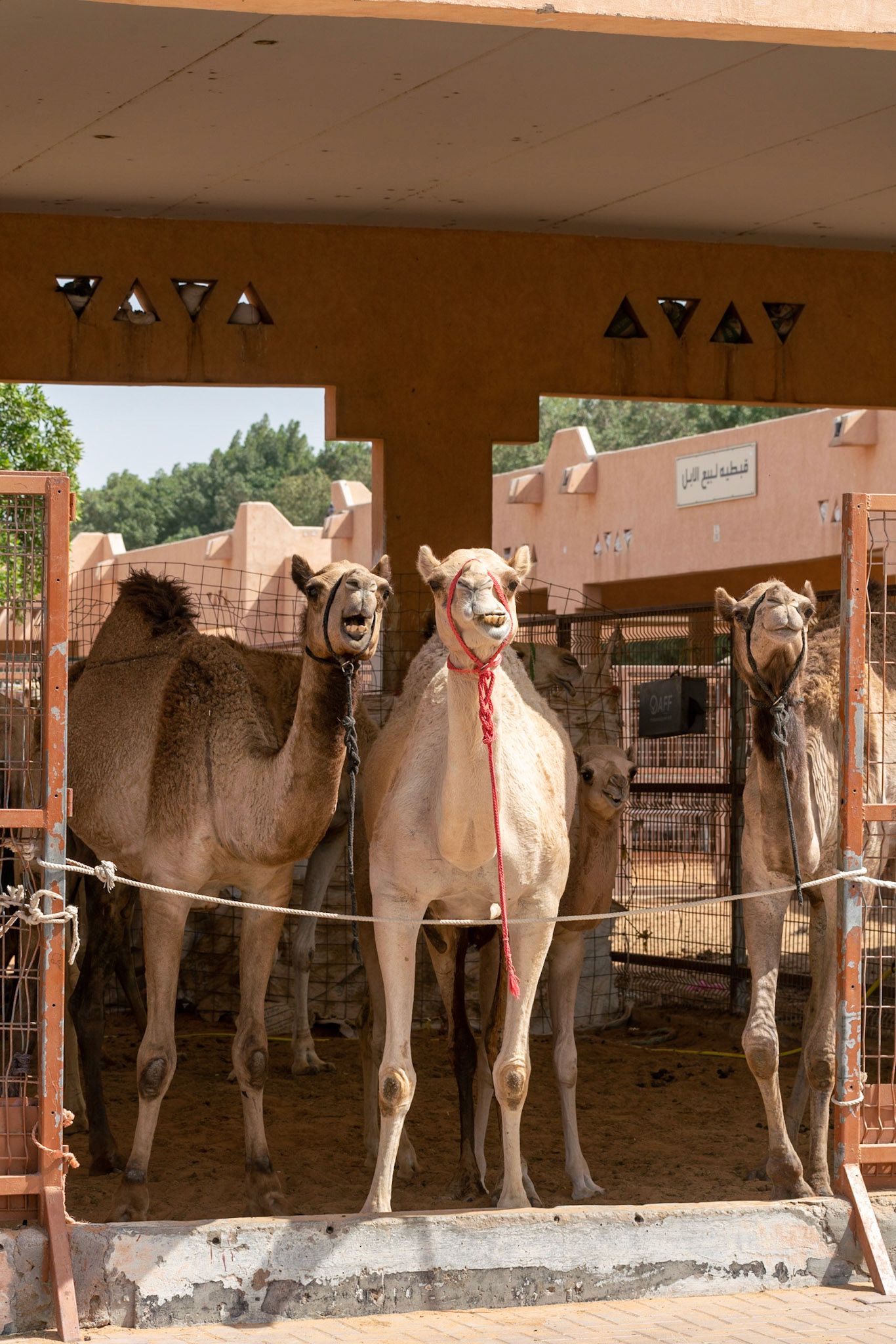 Camel market in al Ain in UAE (Abu Dhabi)