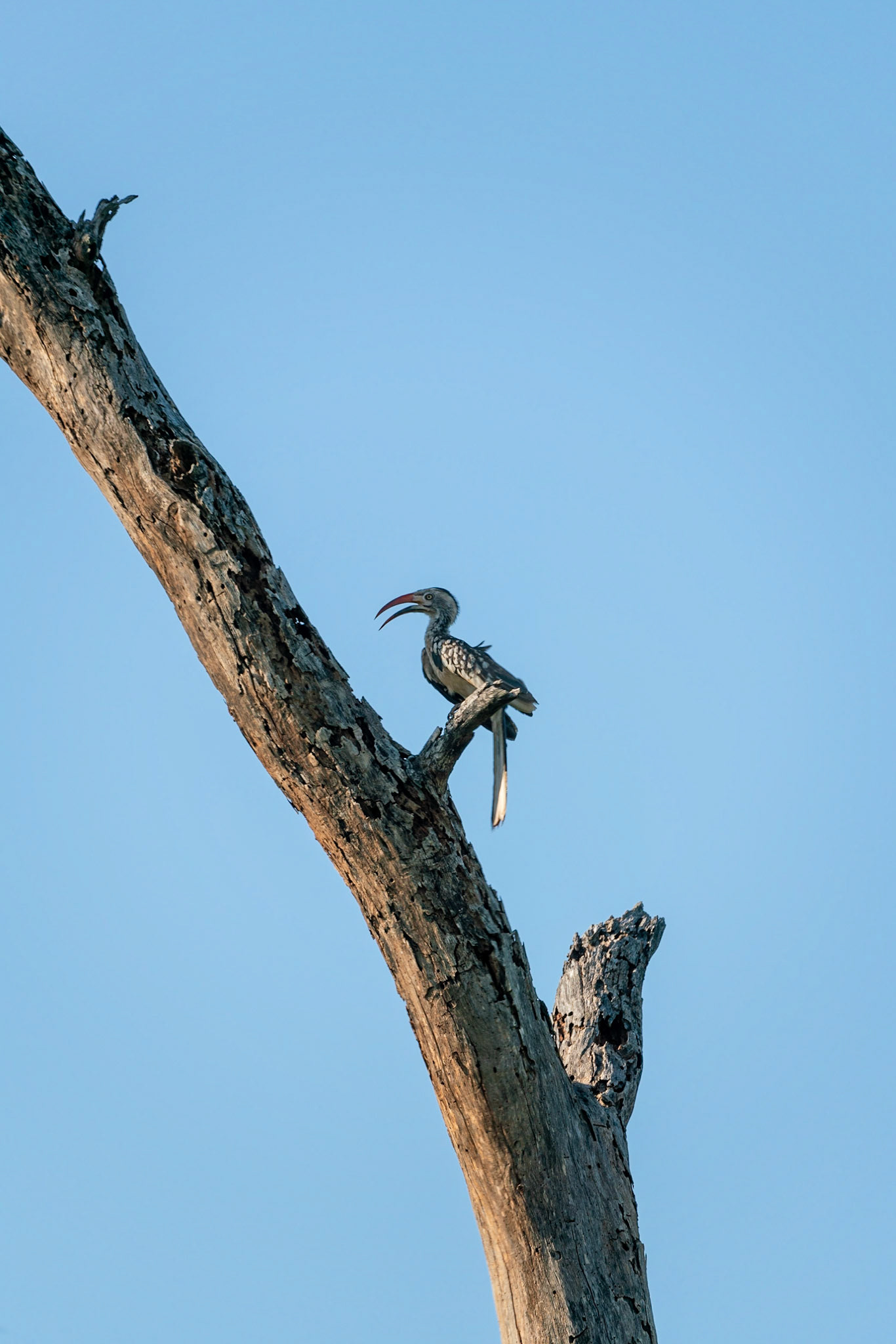 Southern yellow-billed hornbill in tree in South Africa