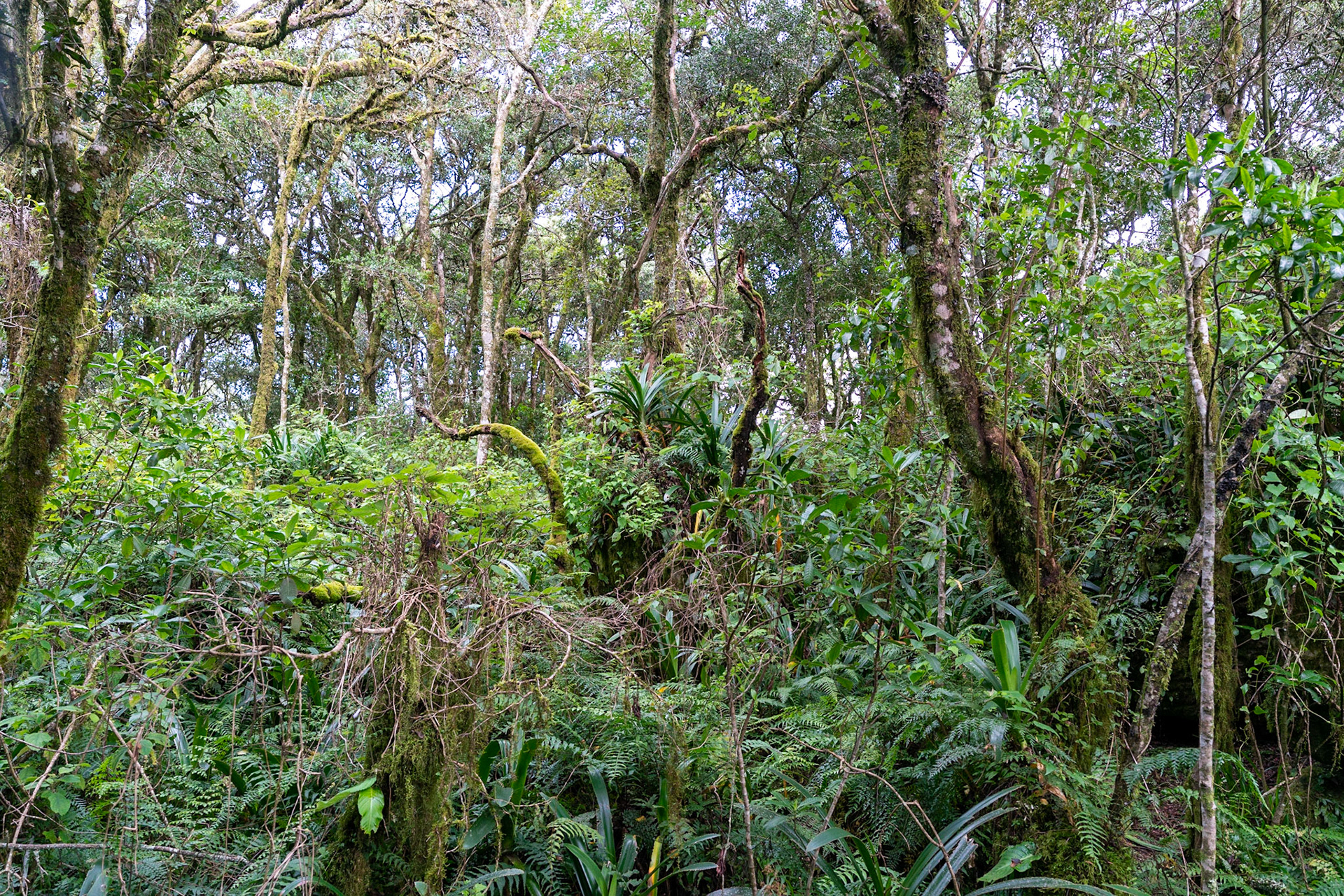 View from God's Window  and Rainforest near Graskop in South Africa