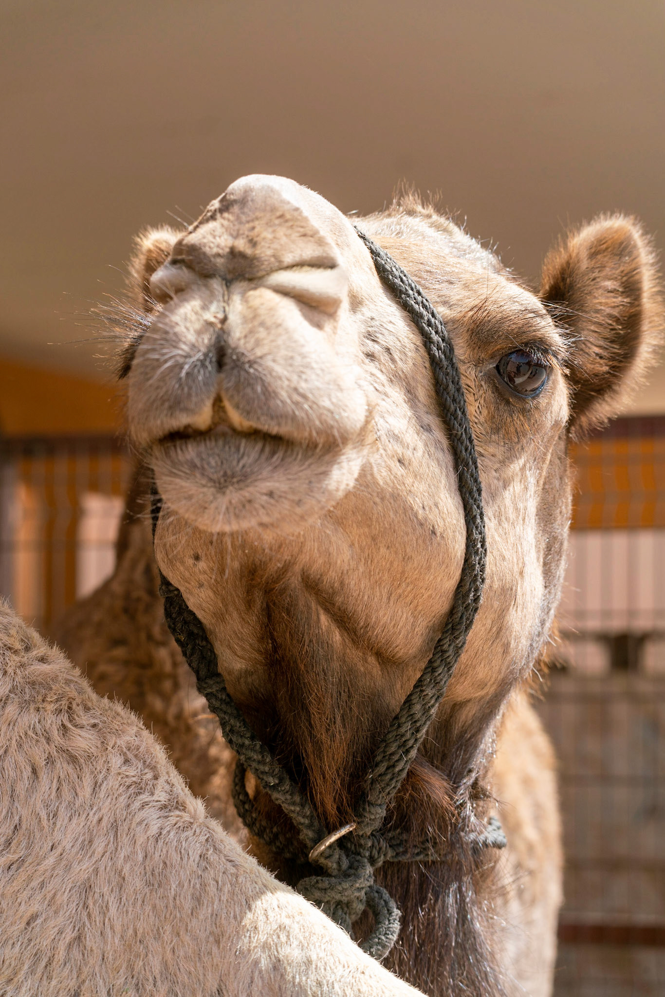 Camel market in al Ain in UAE (Abu Dhabi)