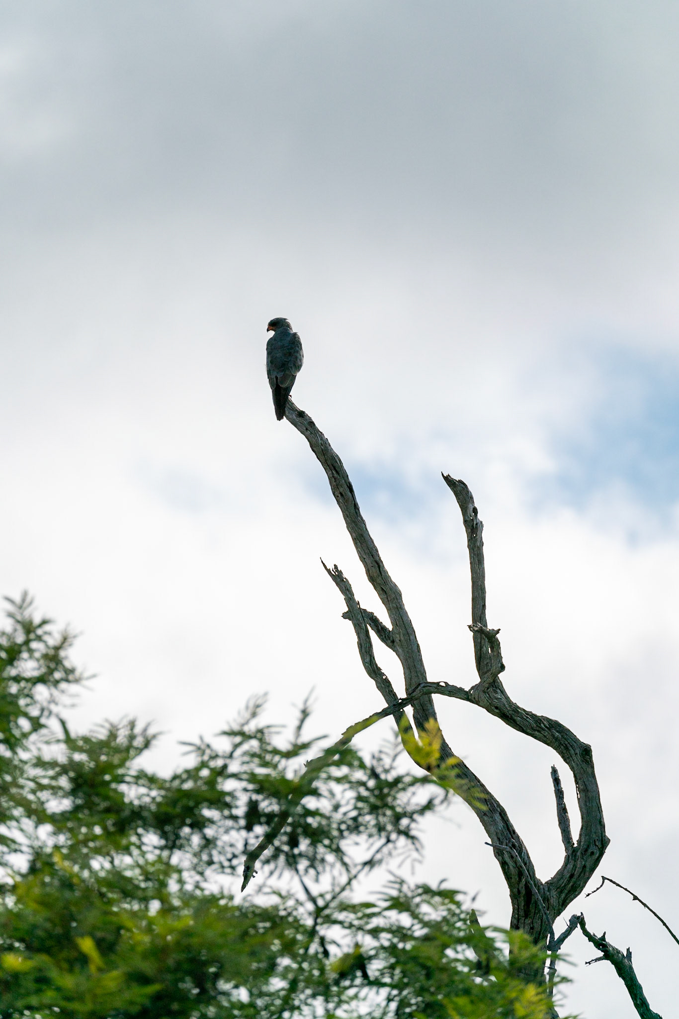 Bird of prey in a tree in South Africa.