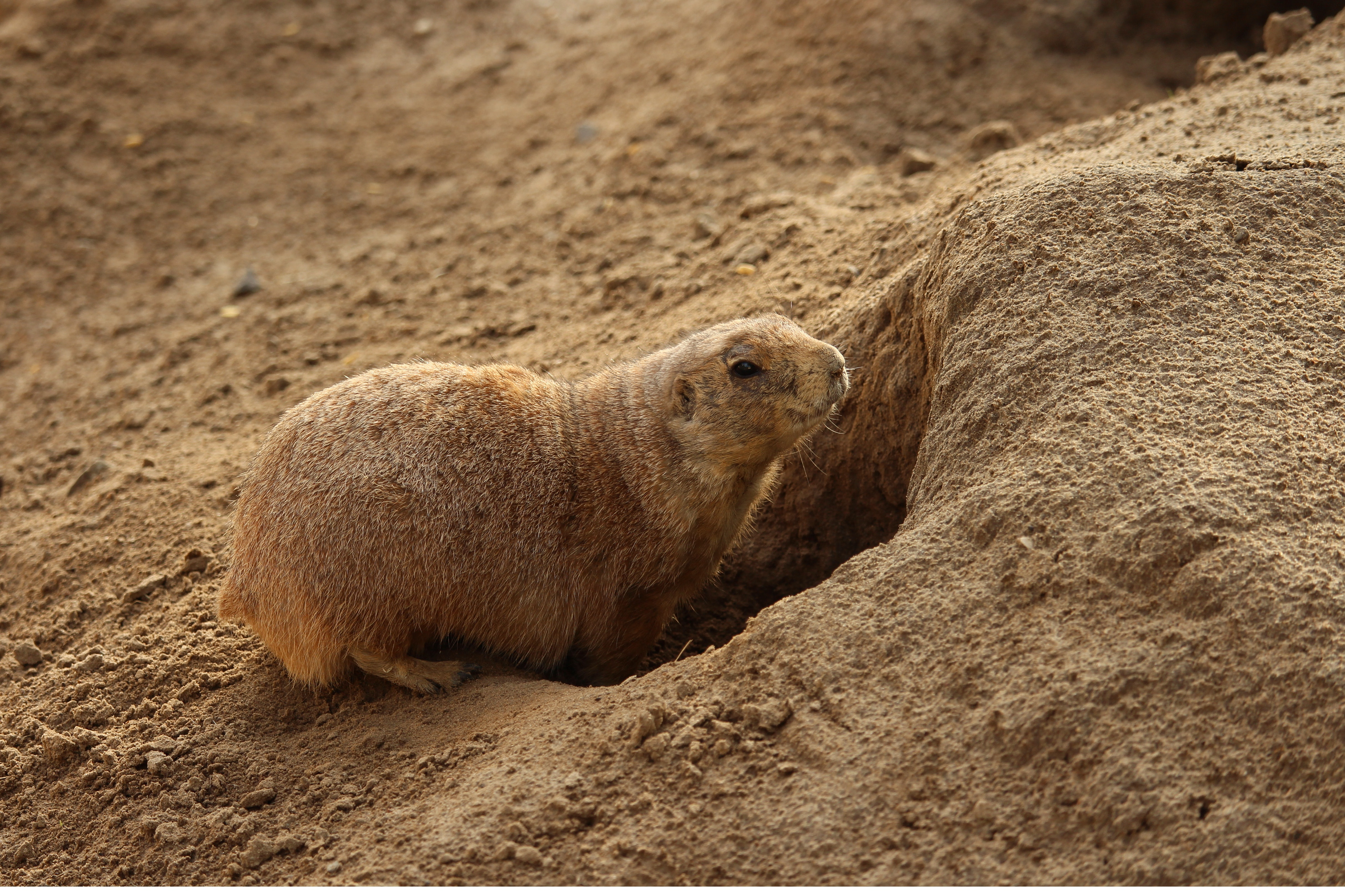 Prairie dog shuffling back into its desert burrow home
