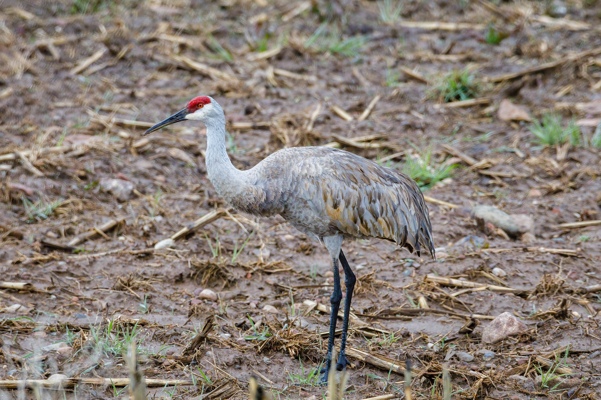 A single sandhill crane in the marsh