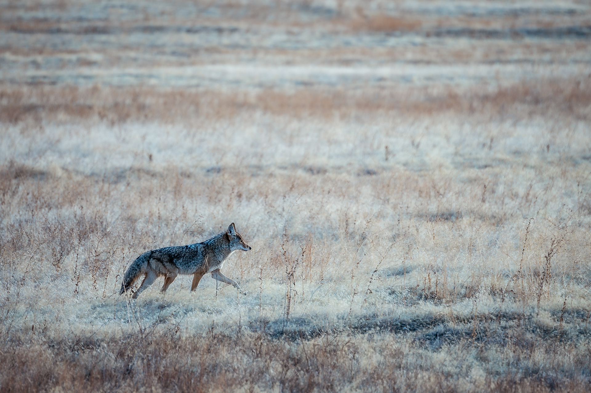 A lone coyote roaming for food