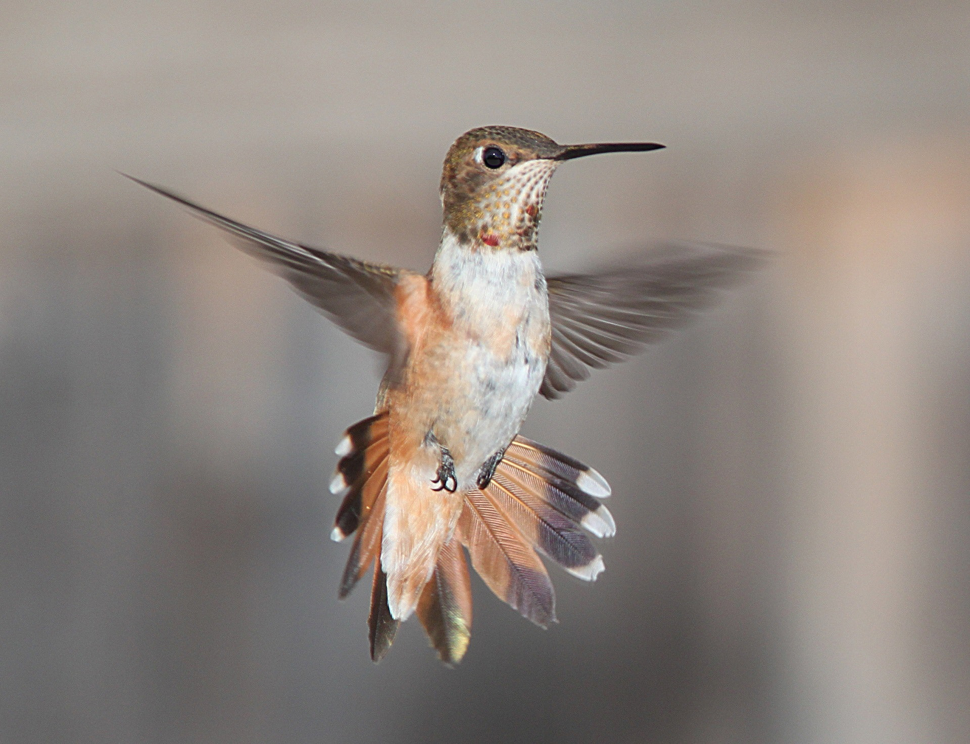 Hummingbird flapping its wings in mid-flight