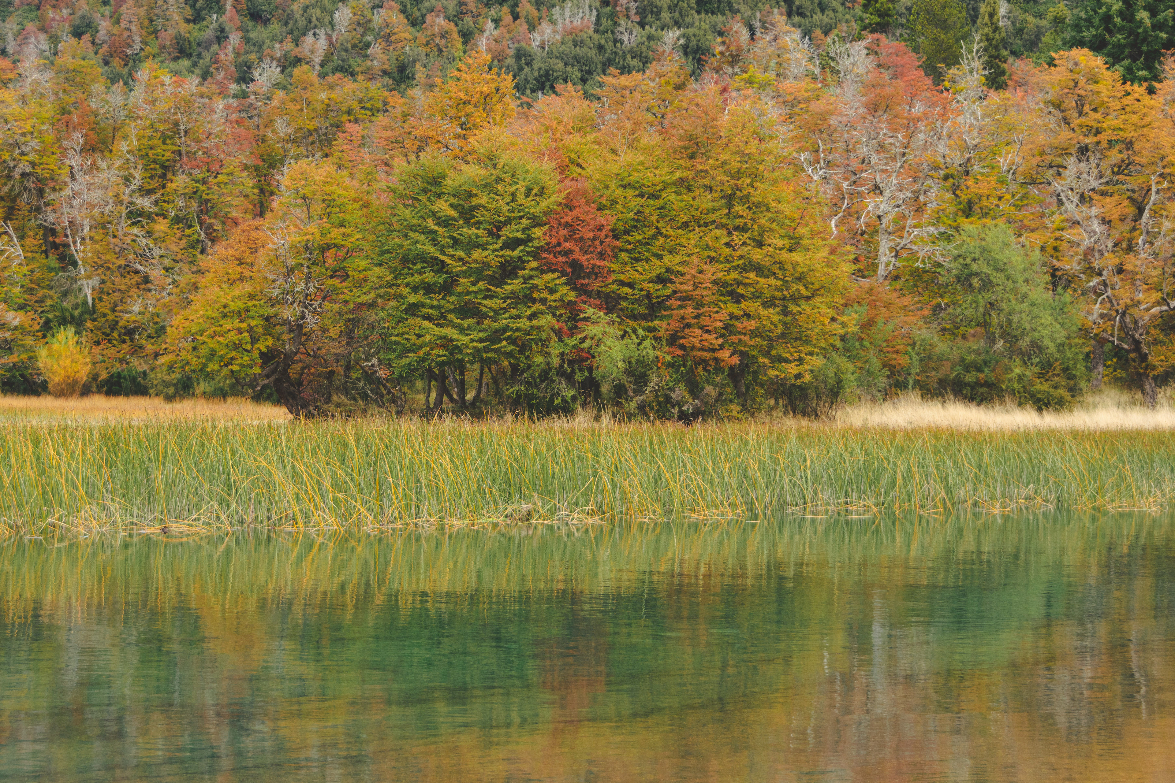 Lago Falkner, Patagonia Argentina, 2019