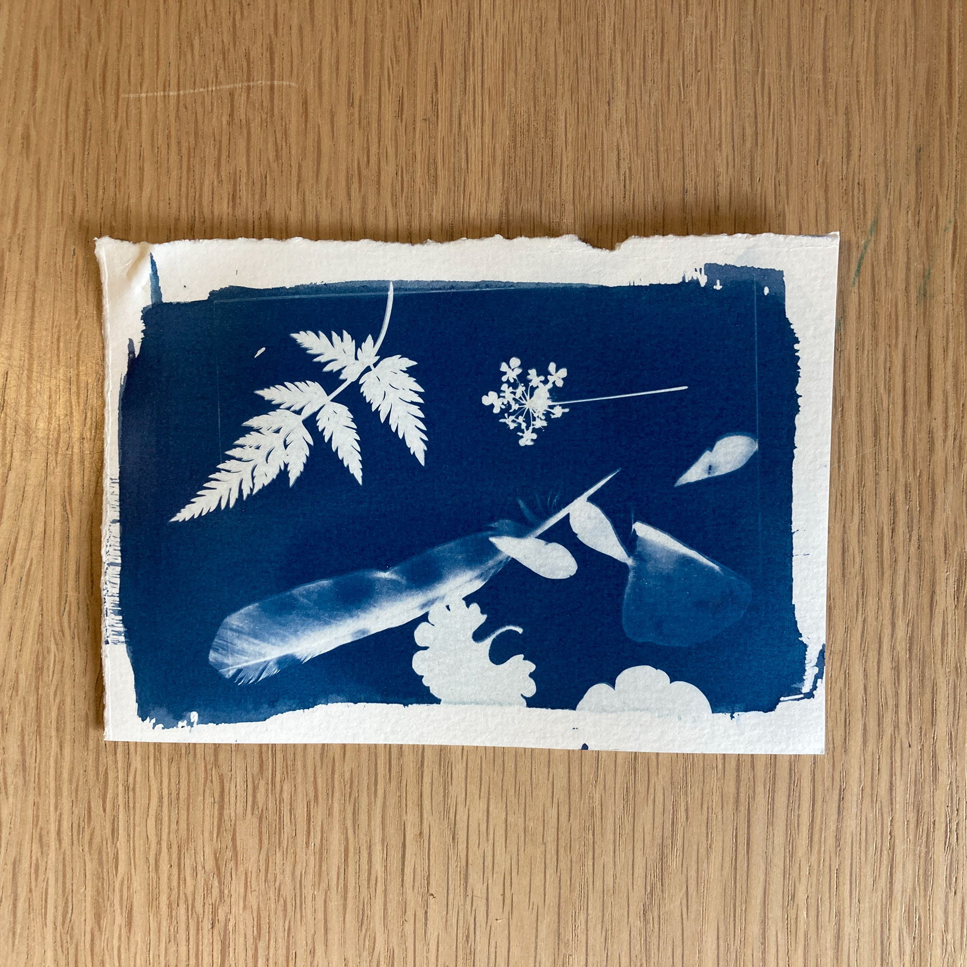 Atelier cyanotype