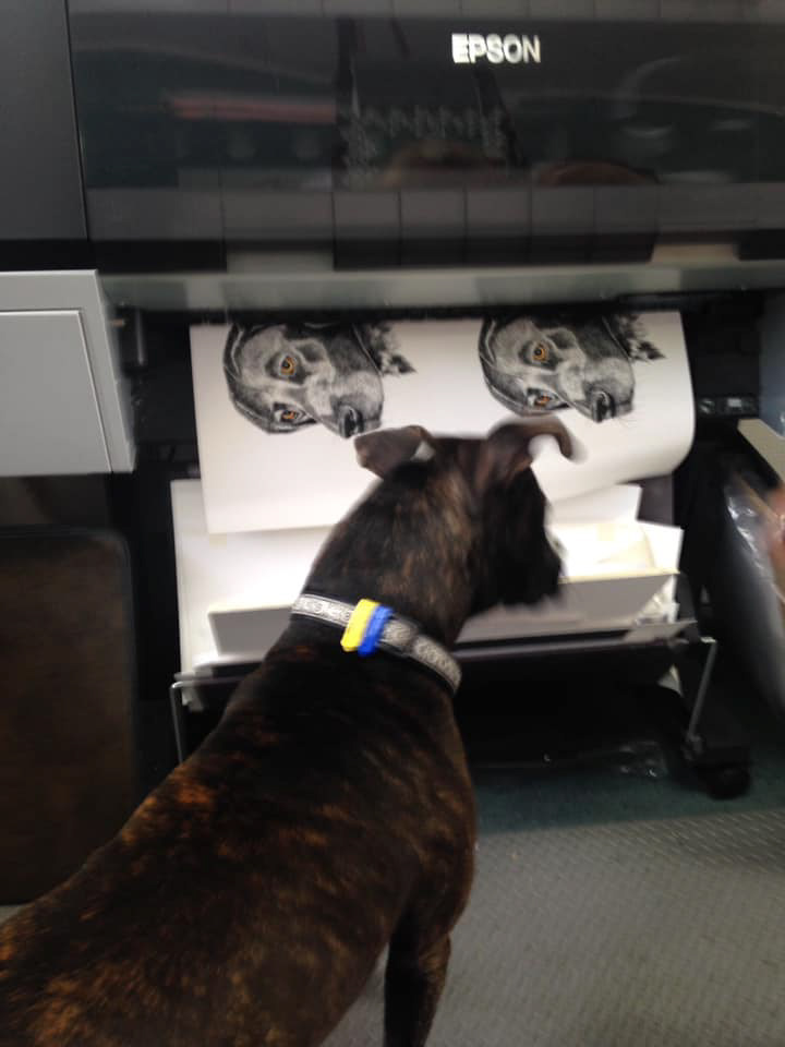 Dexter Watching "Another"! fine art dog print coming out.