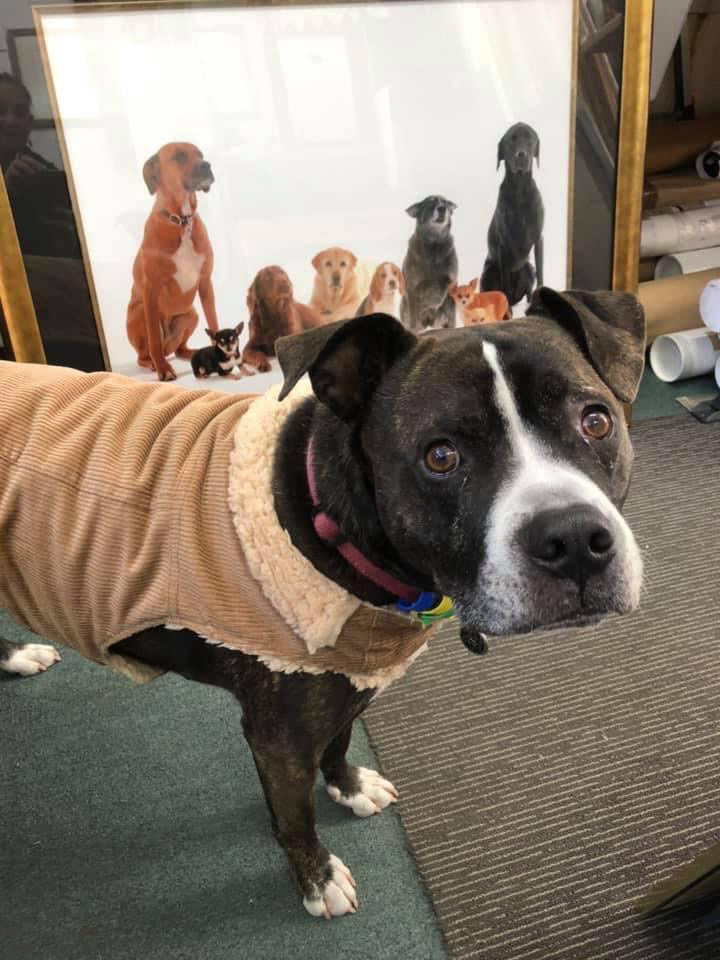 Yip! Dexter is never lonely with all the dog images around the studio.