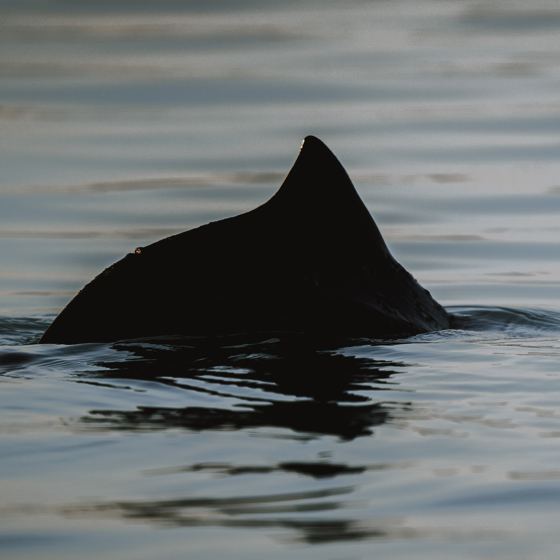 copyright bulgenslag