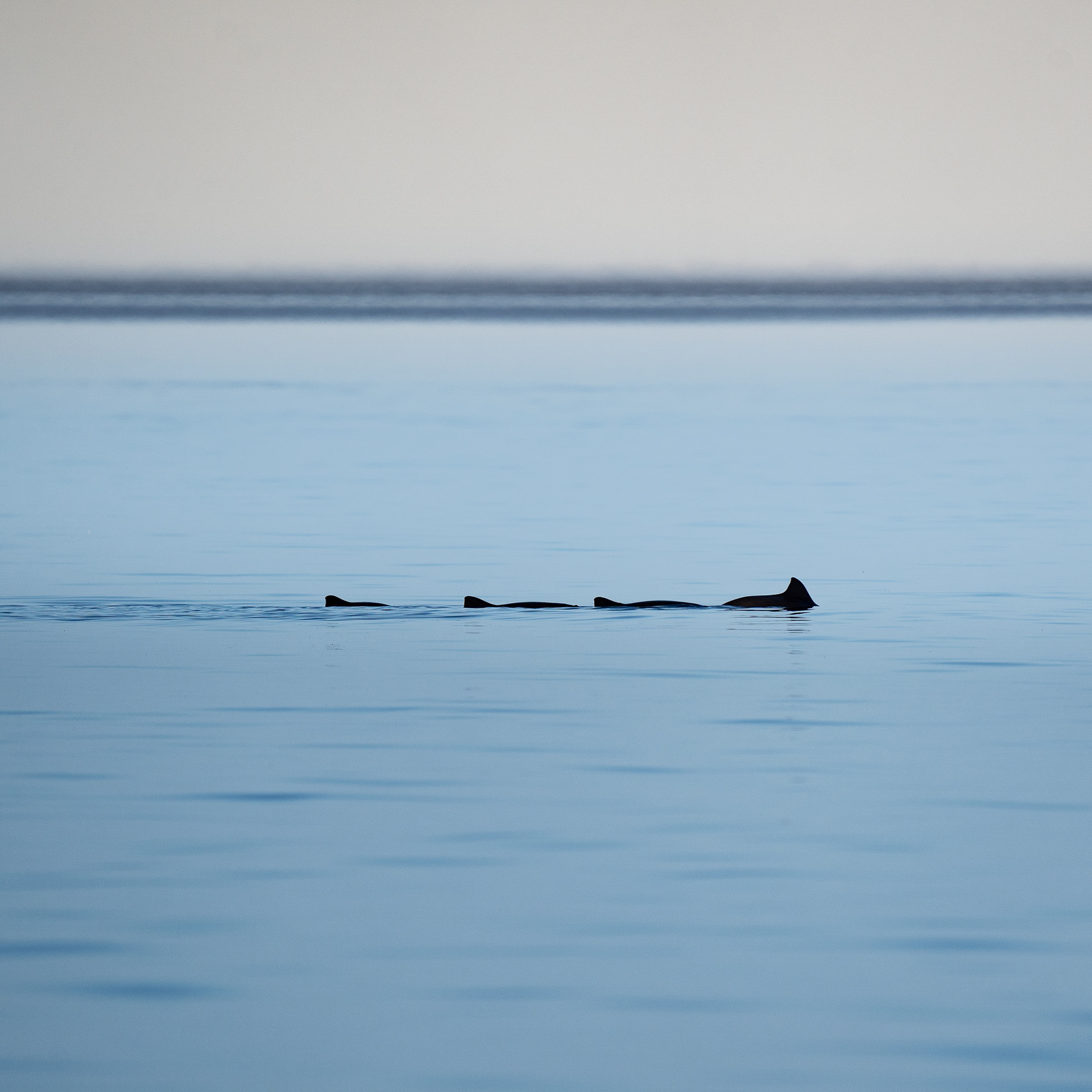 copyright bulgenslag