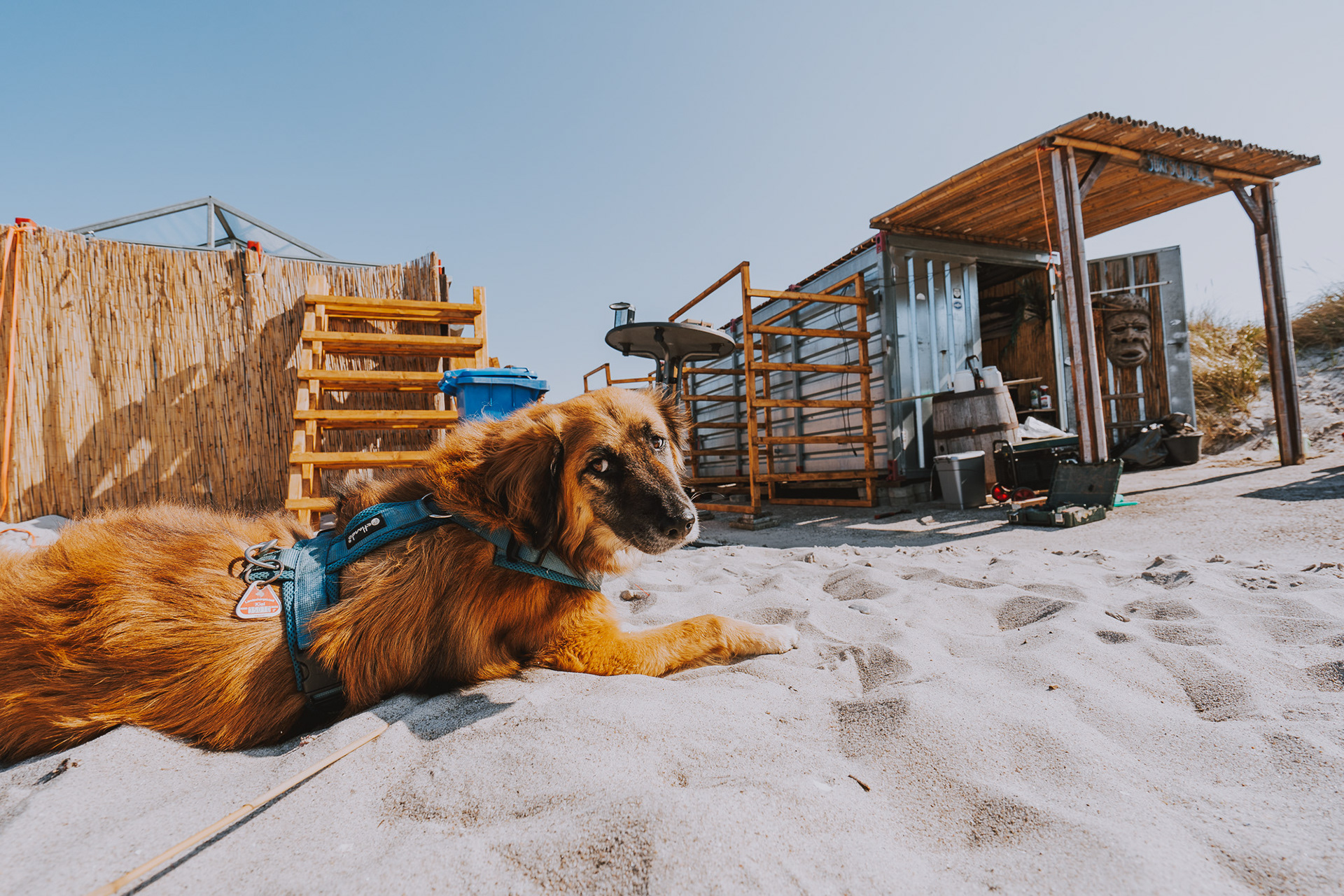 copyright bulgenslag