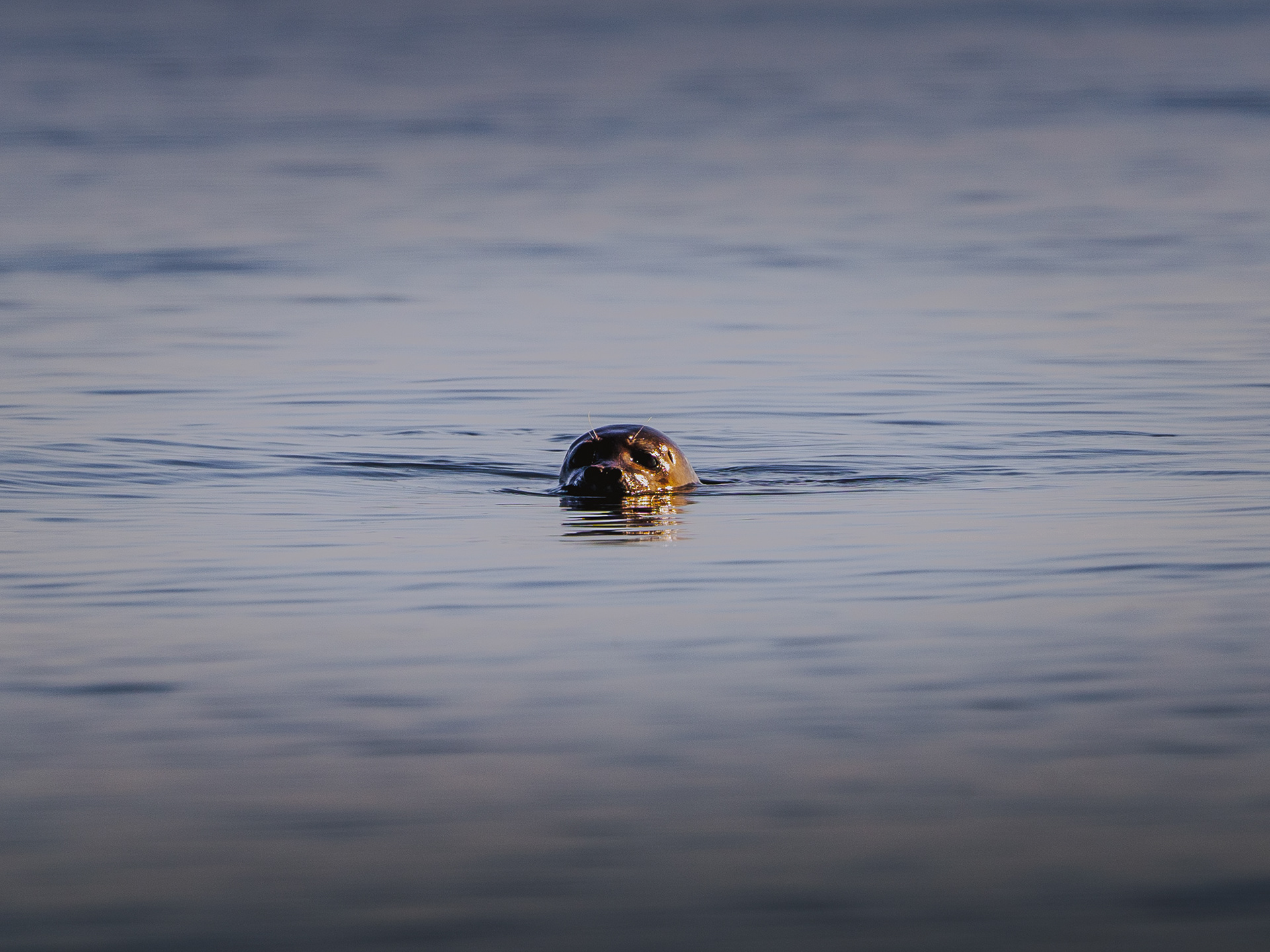 copyright bulgenslag