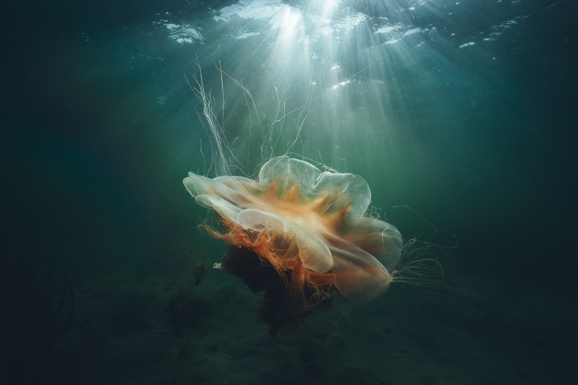 copyright bulgenslag