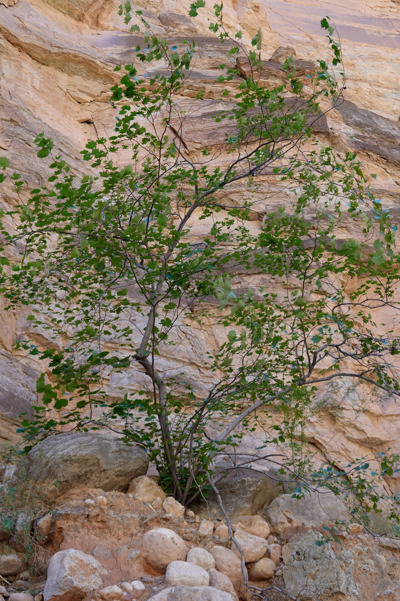 Redbud in the Canyon