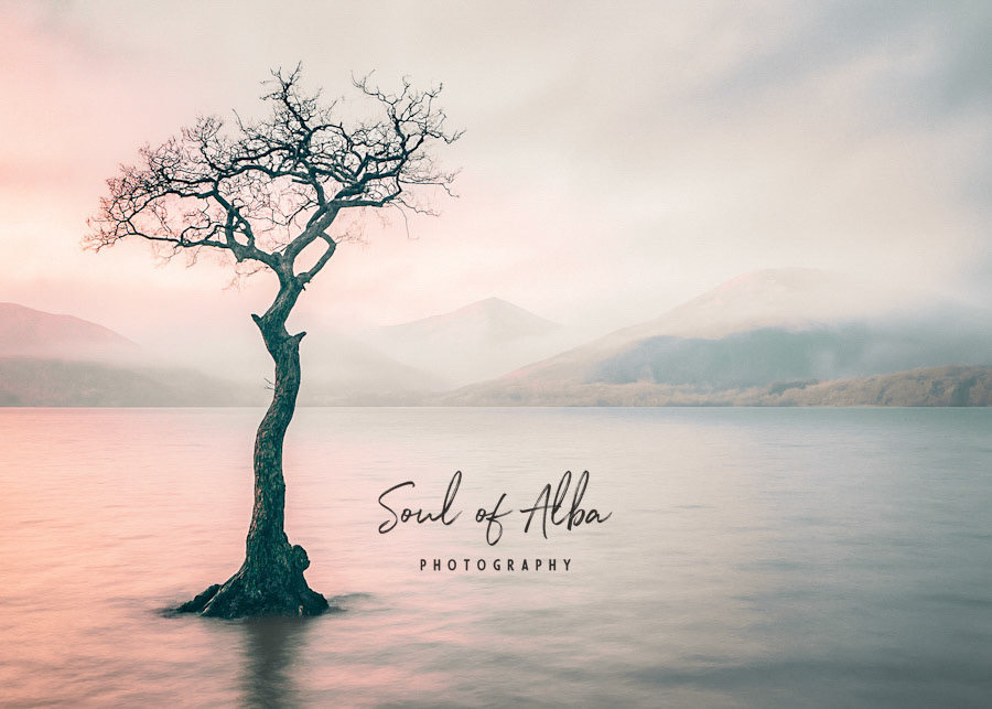 The Lone Tree at Loch Lomond