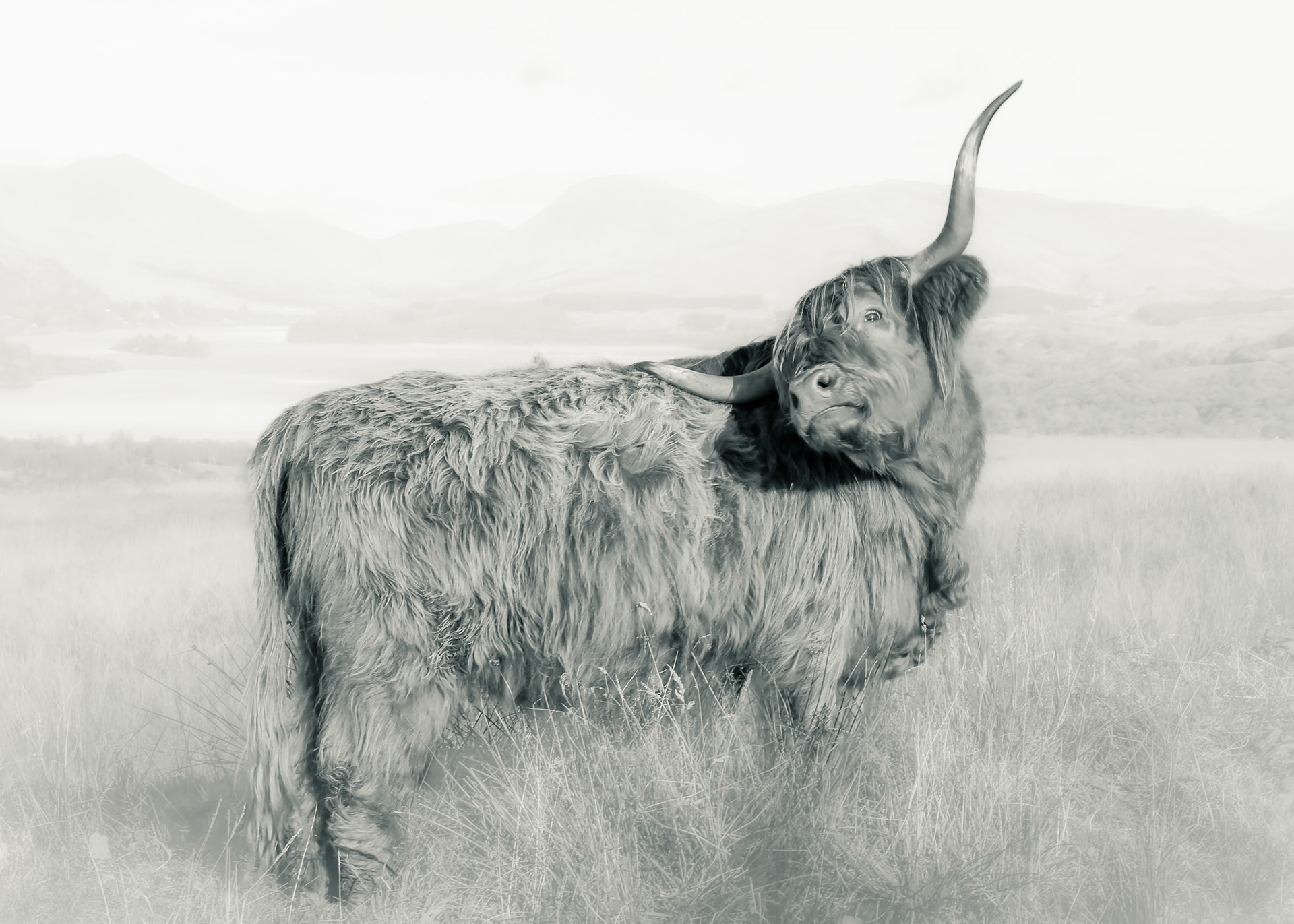 Photograph of a beautiful Highland Cow with Loch Awe, Argyll in the background.