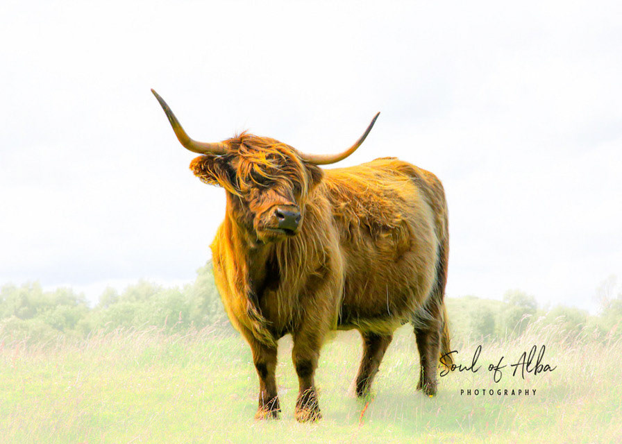 A lovely example of a very beautiful highland cow in Argyll, Scotland