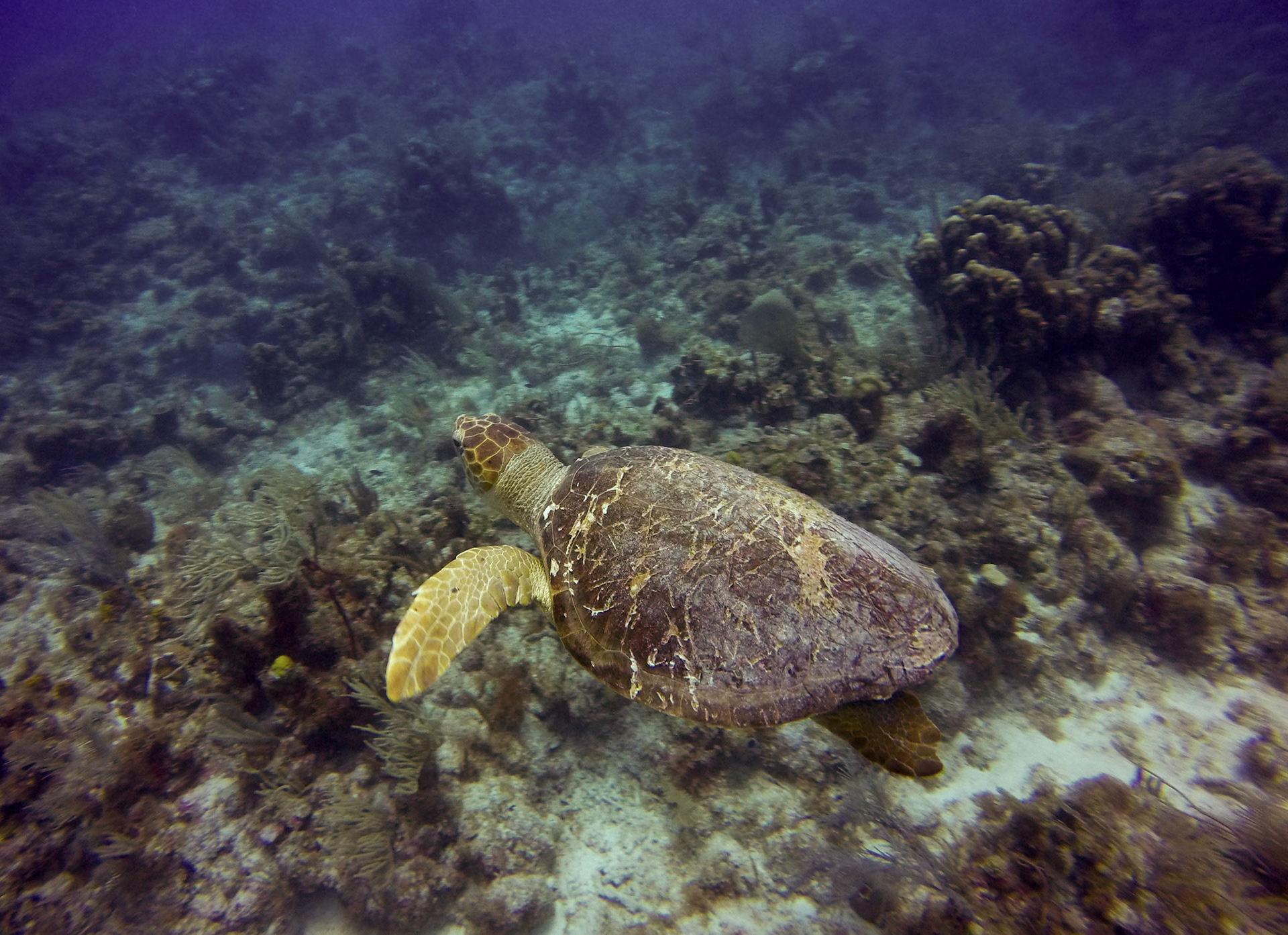 Sea Turtle - Mexico