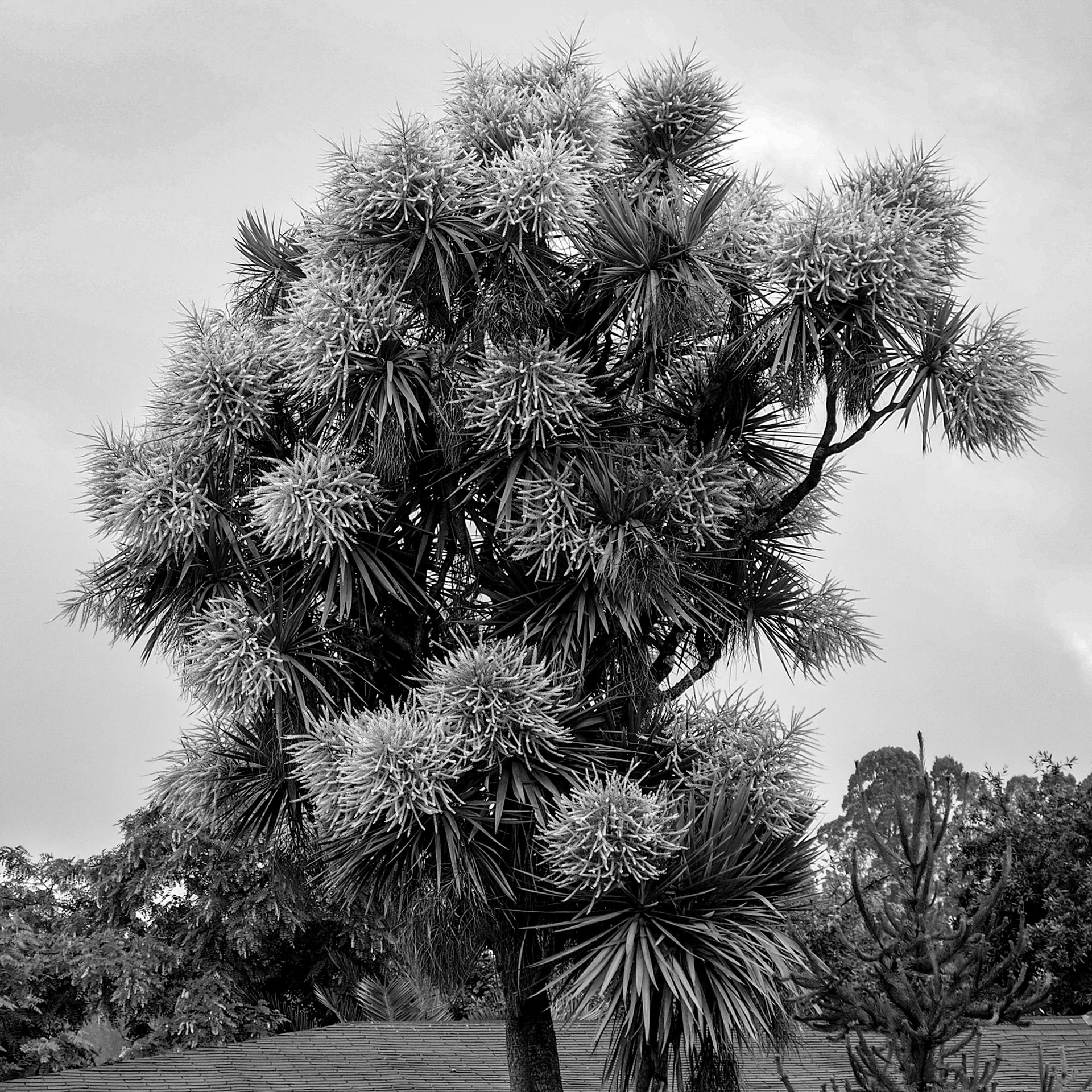 Frutillar, ©2019 Dirk Banda