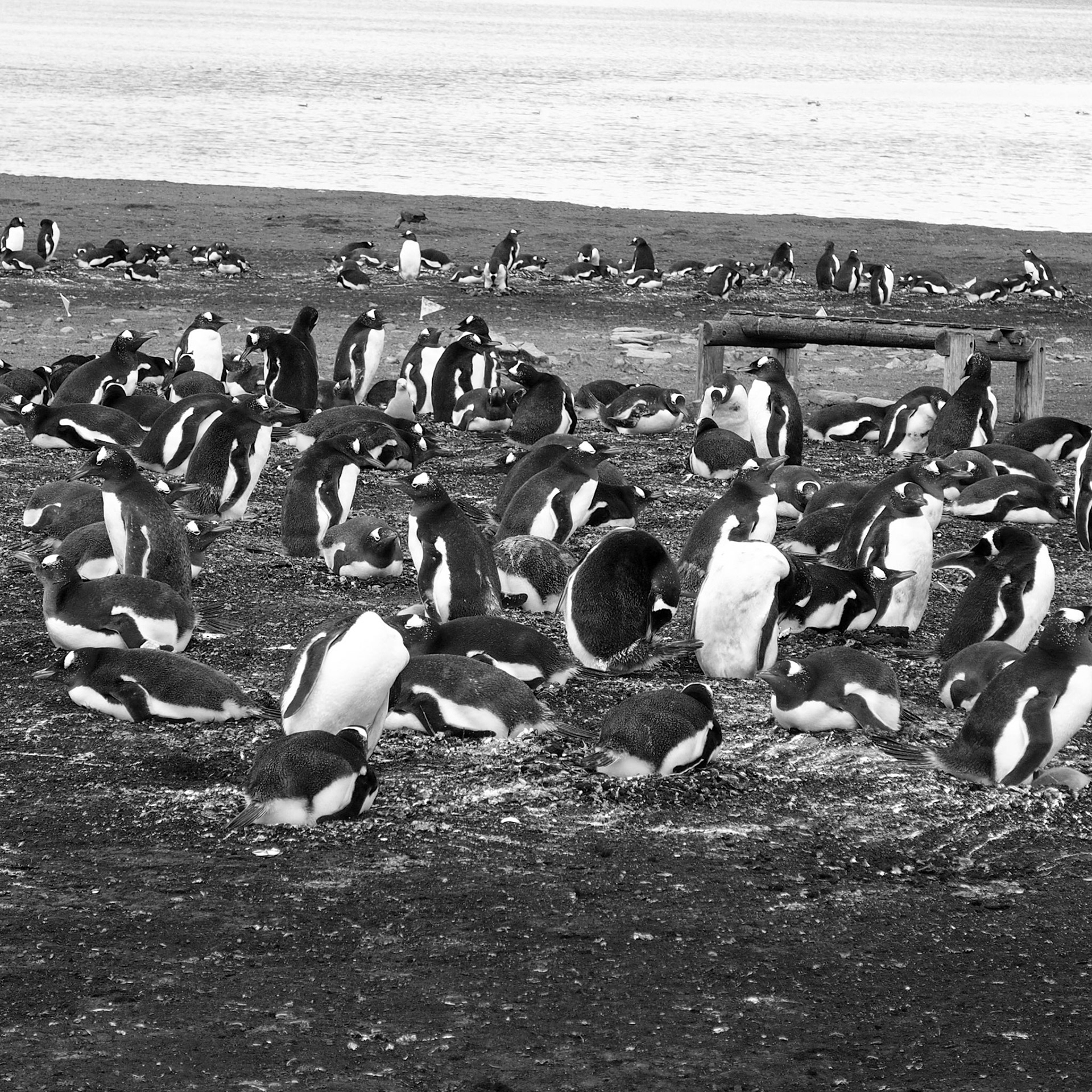 Falkland Islands (Islas Malvinas), ©2019 Dirk Banda