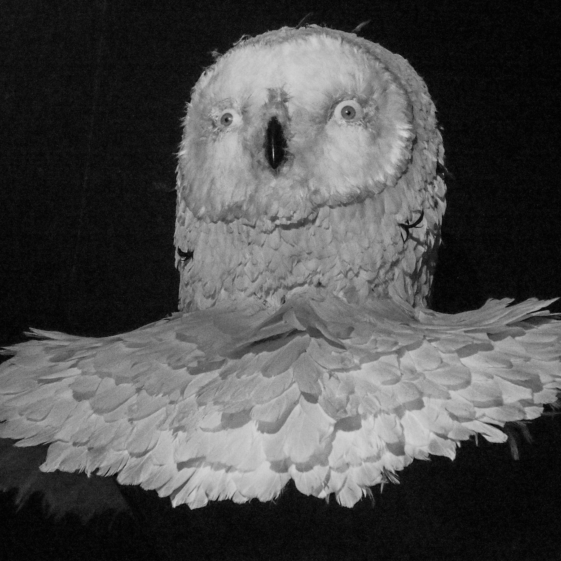 Owl, Musée de la Chasse et de la Nature, Paris, ©2015 Dirk Banda