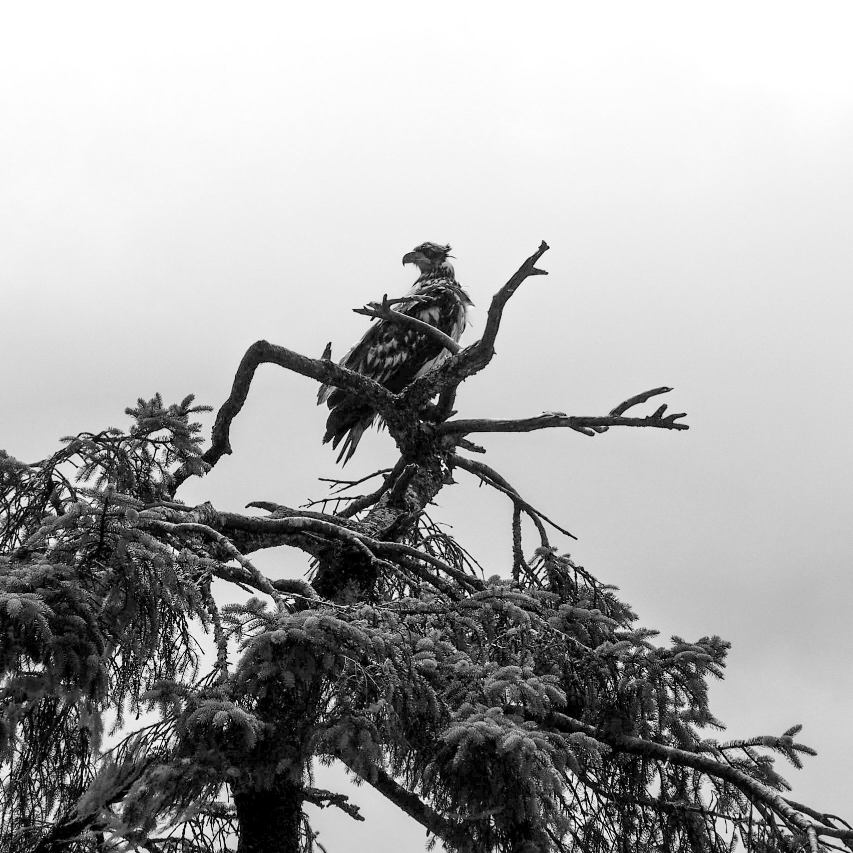 Adolescent Eagle, Ketchikan, ©2016 Dirk Banda