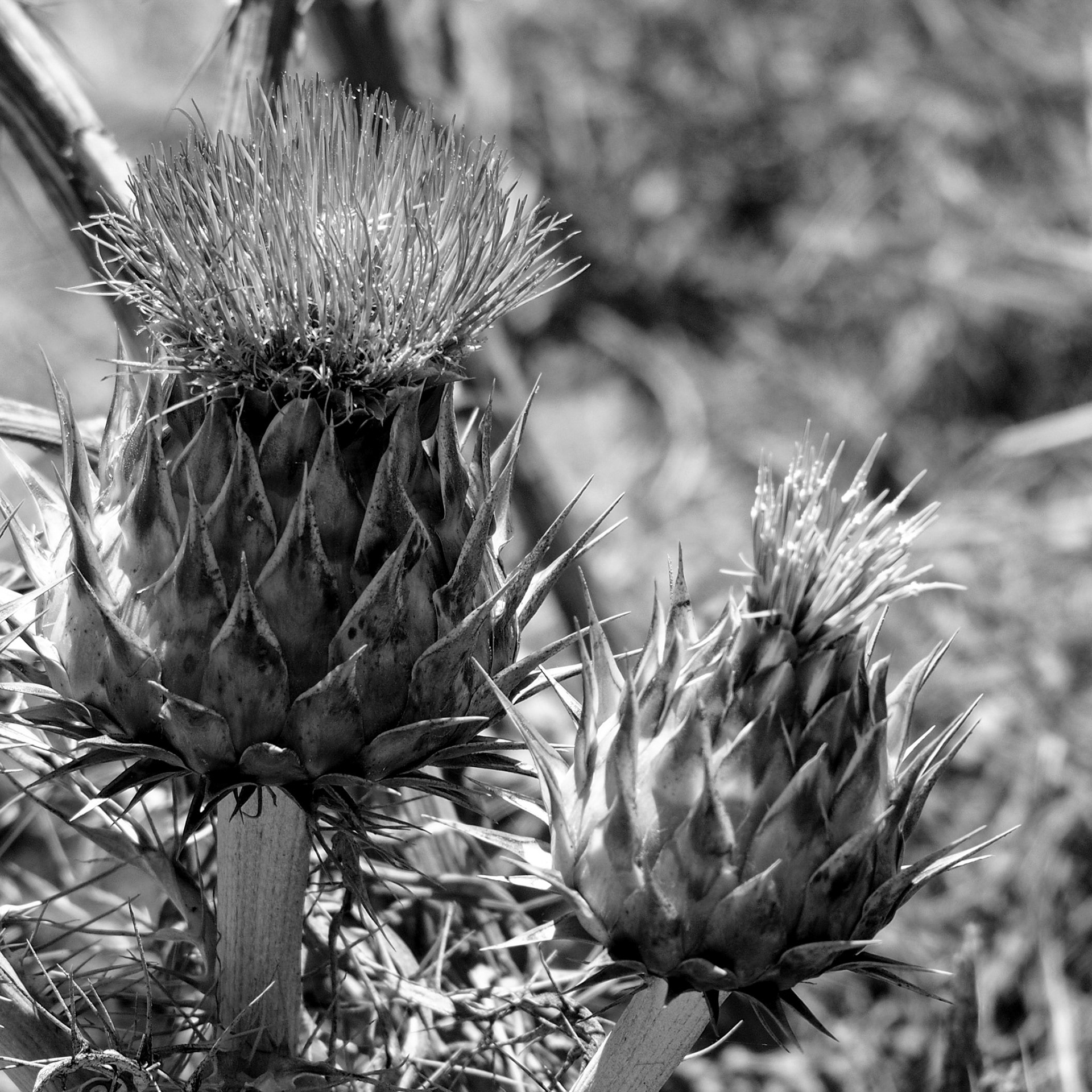 Isla Negra, ©2019 Dirk Banda