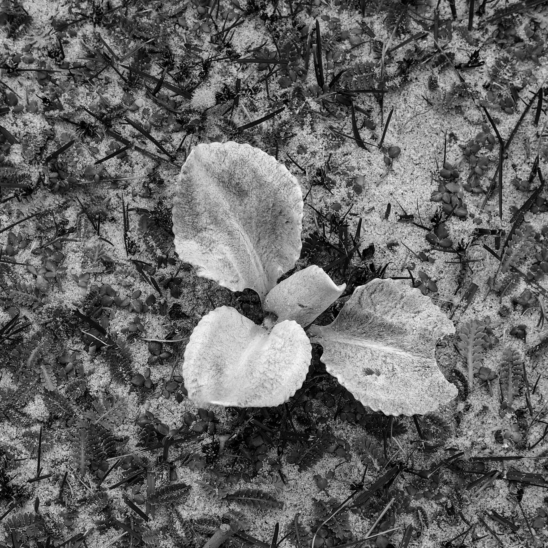 Falkland Islands (Islas Malvinas), ©2019 Dirk Banda