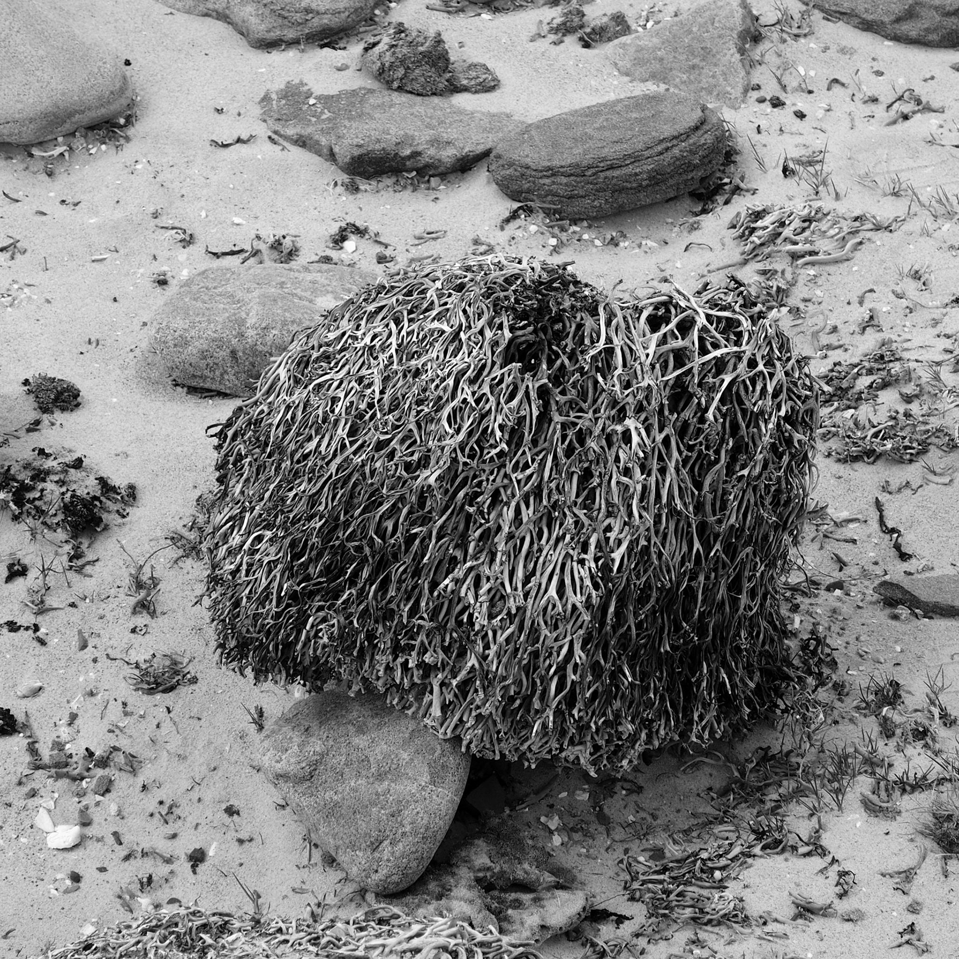 Falkland Islands (Islas Malvinas), ©2019 Dirk Banda