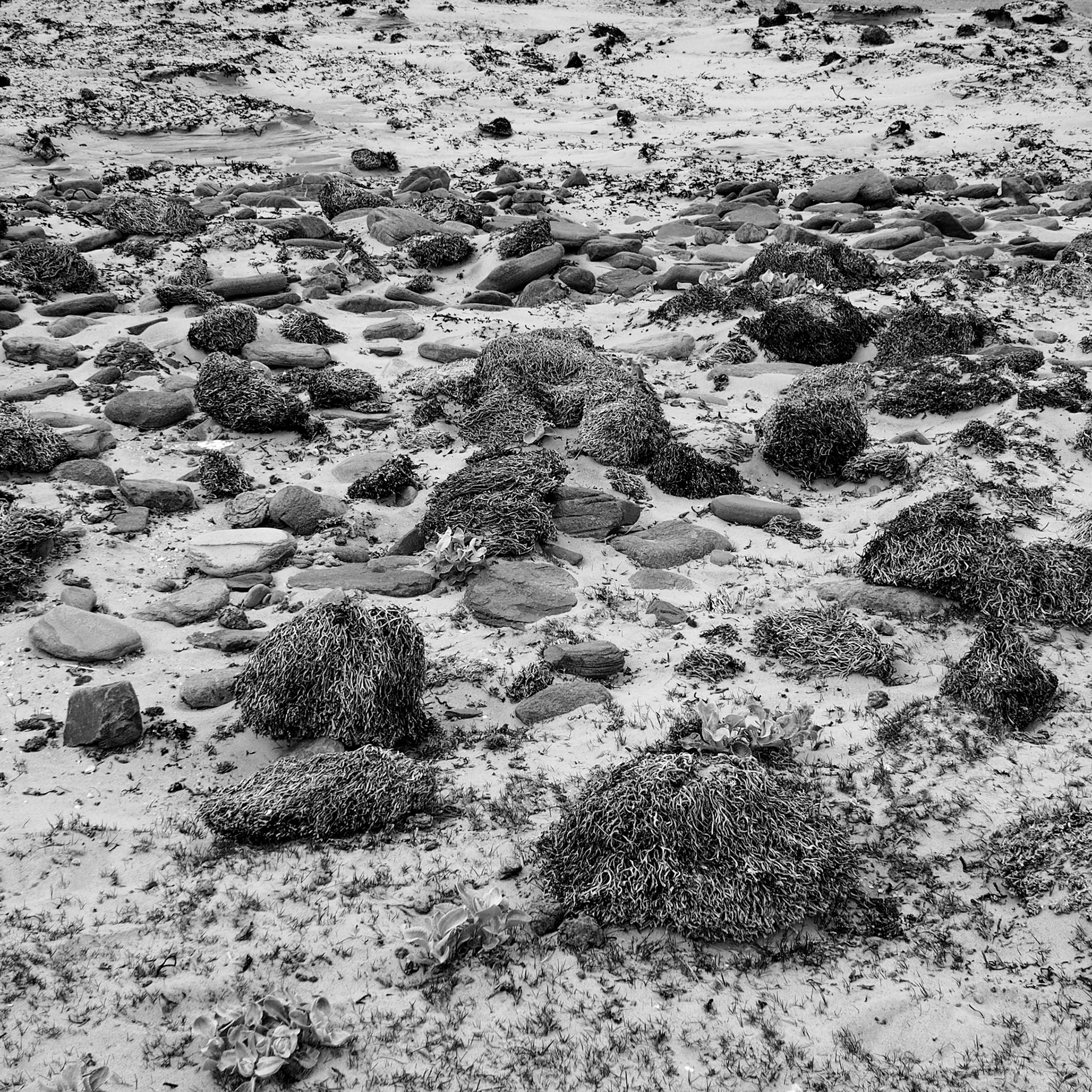 Falkland Islands (Islas Malvinas), ©2019 Dirk Banda