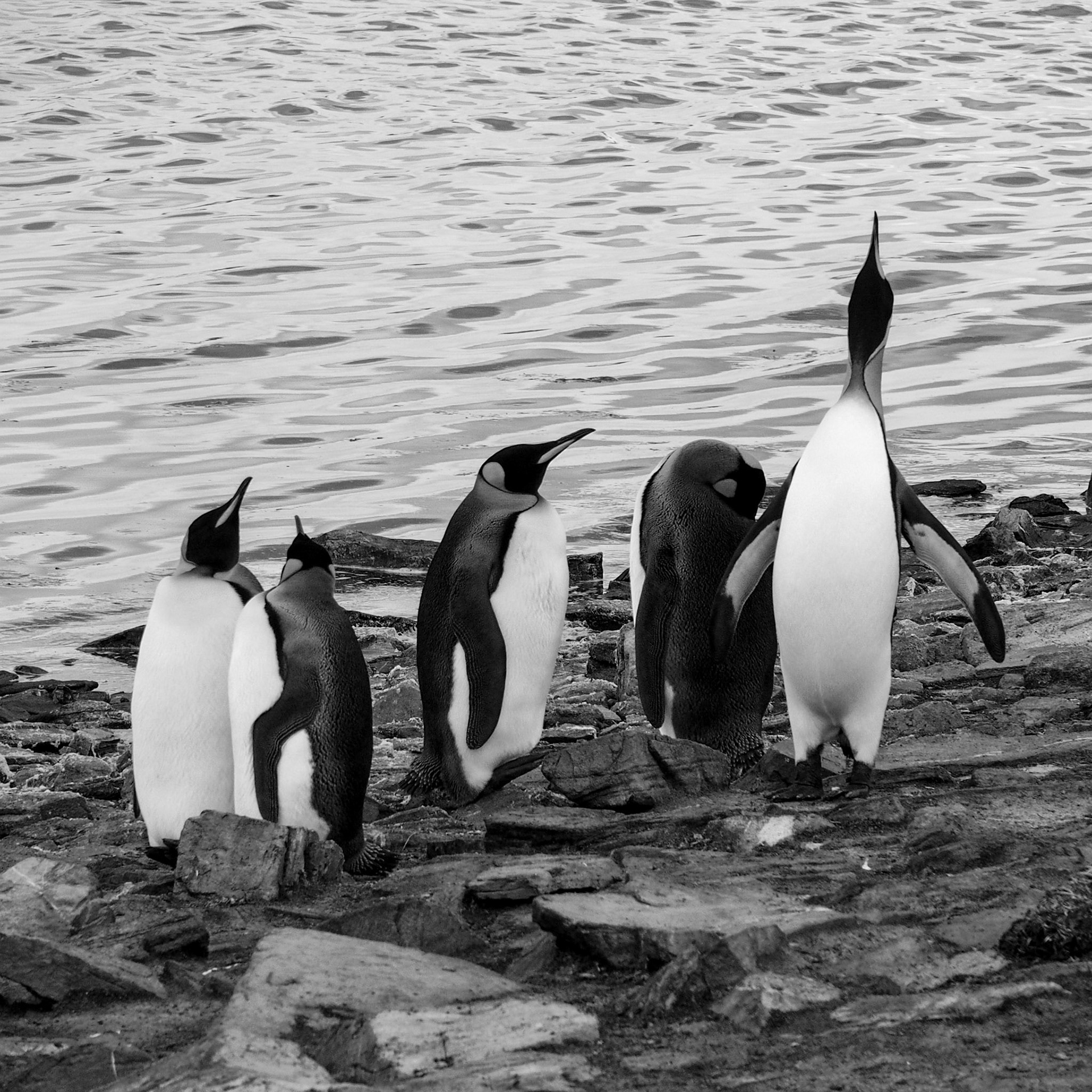 Falkland Islands (Islas Malvinas), ©2019 Dirk Banda