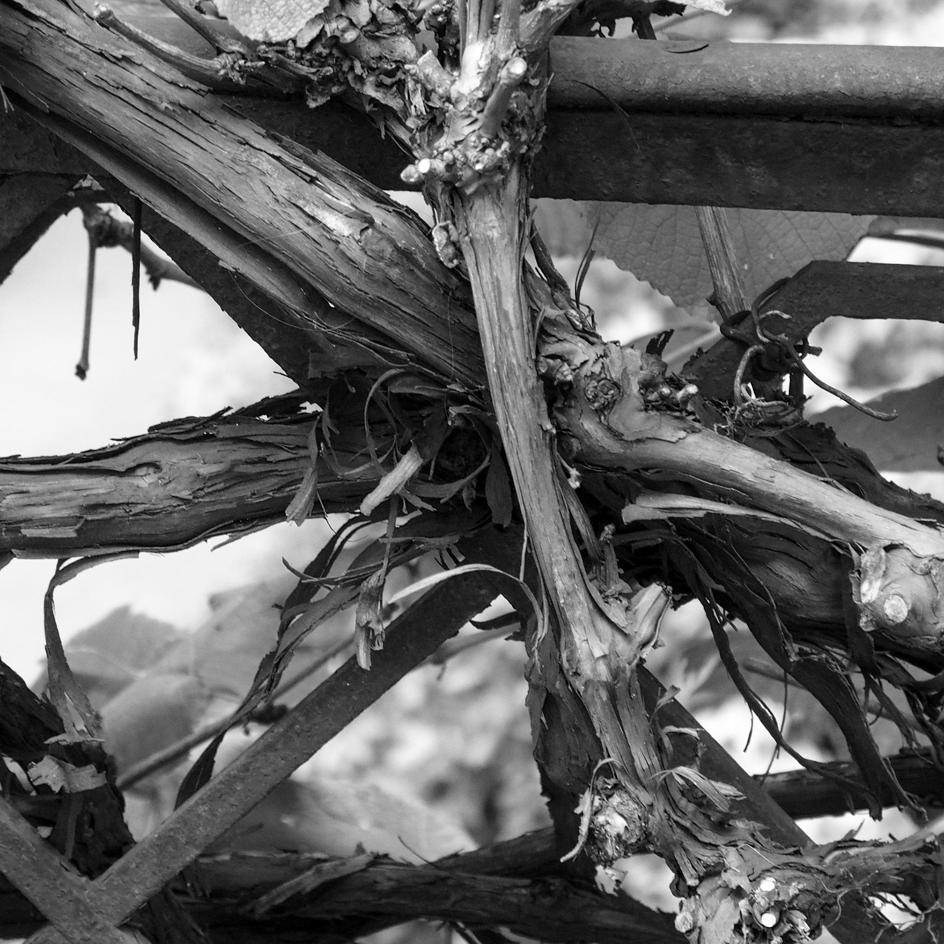 Vines, Paris, ©2015 Dirk Banda