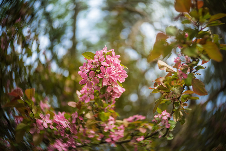 Crabapple blossoms photographed with the Lensbaby Twist 60