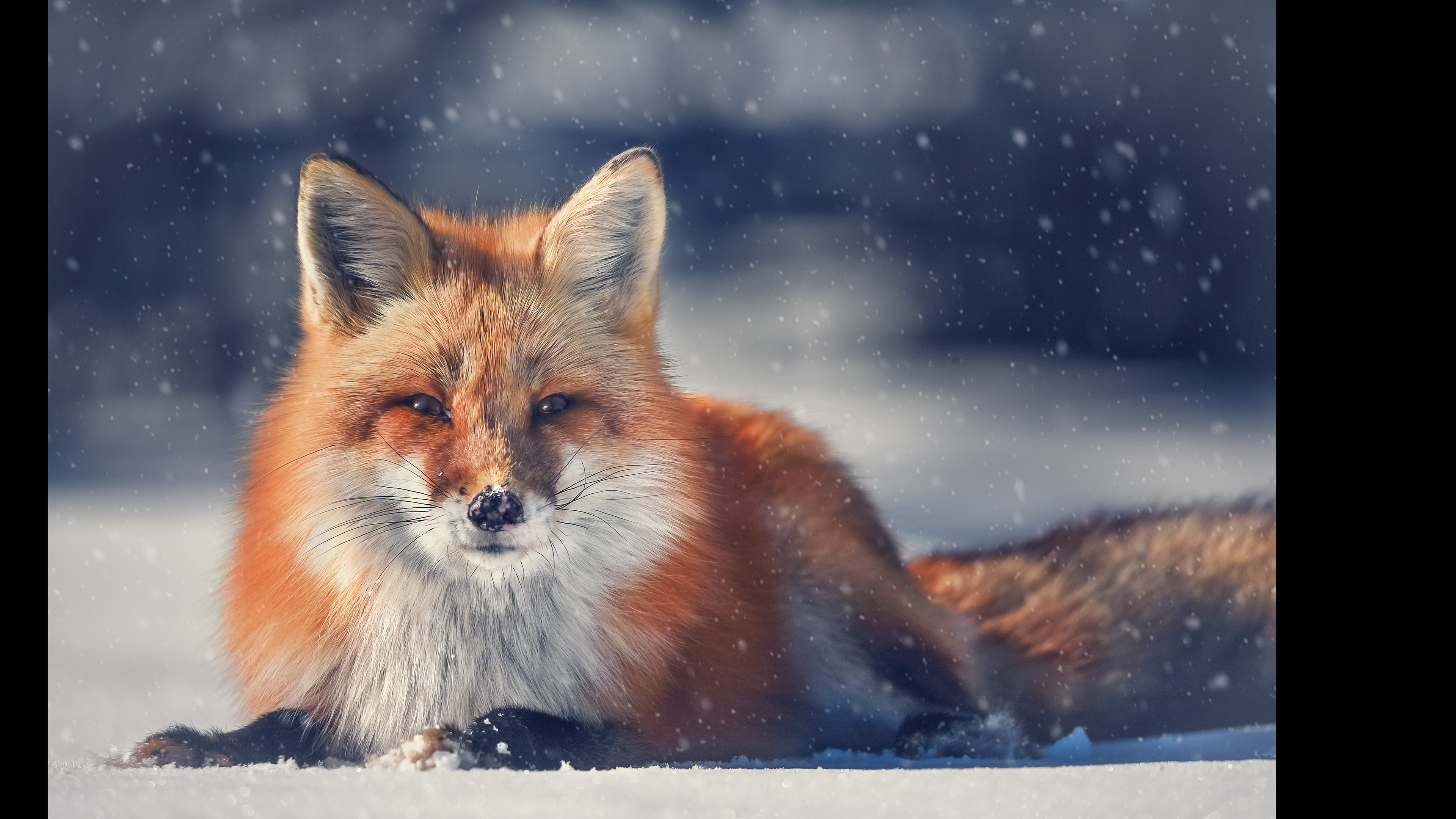 My photo "The Old Man in the Snow" of a red fox in Algonquin Park, ON, scored accepted in the 2018 PPOC National Image Competition.