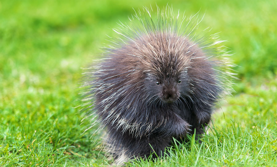 A porcupine in Forillon N. P., QC