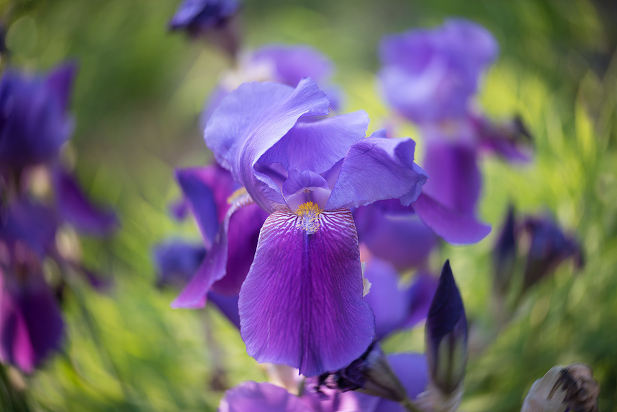 An Iris photographed with Lensbaby Twist 60
