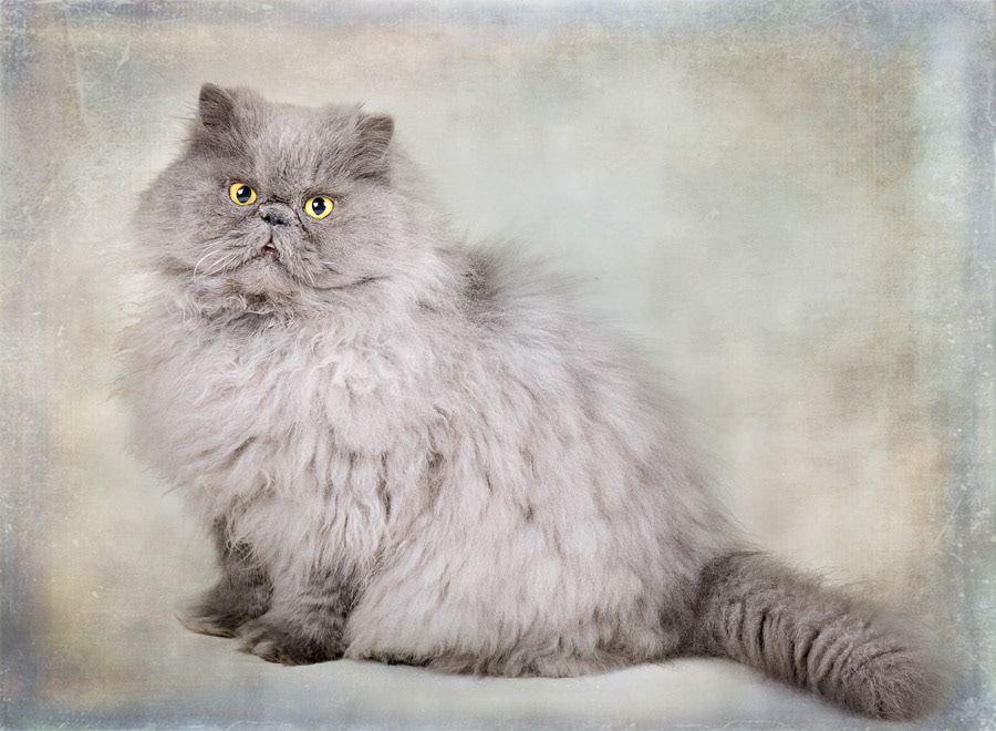 Photoshop blend modes can be a great way to a textures to an image.