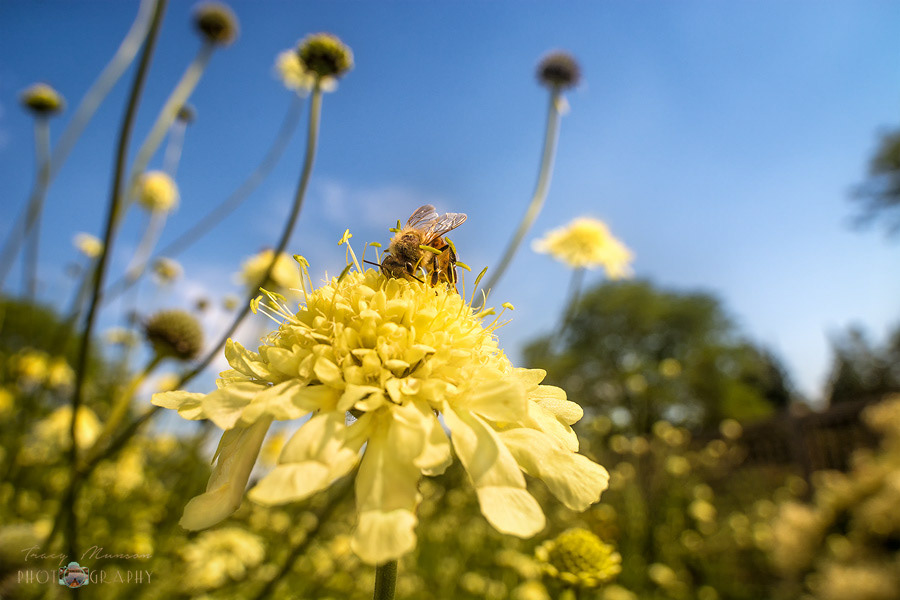 Wide angle macro shot of a bee on a flower, photographed with the Laowa 15mm lens